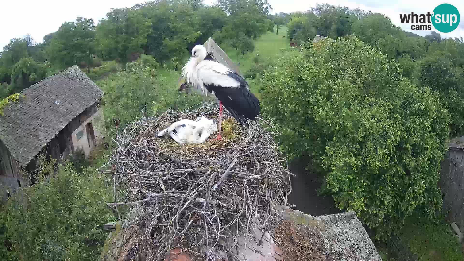 Village européen de cigognes webcam Parc naturel de Lonjsko polje