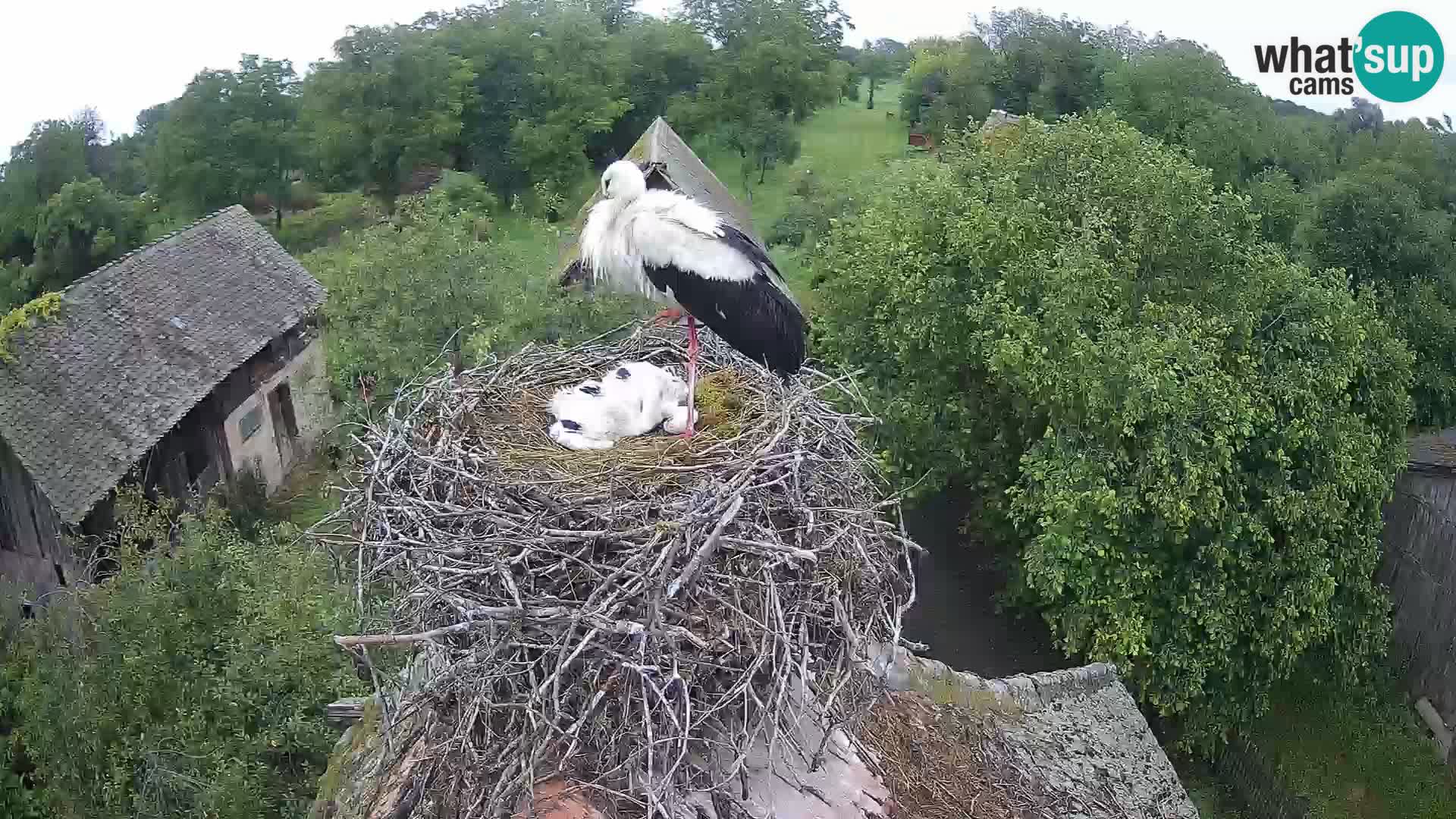 Villaggio delle cicogne europee webcam Parco naturale di Lonjsko polje