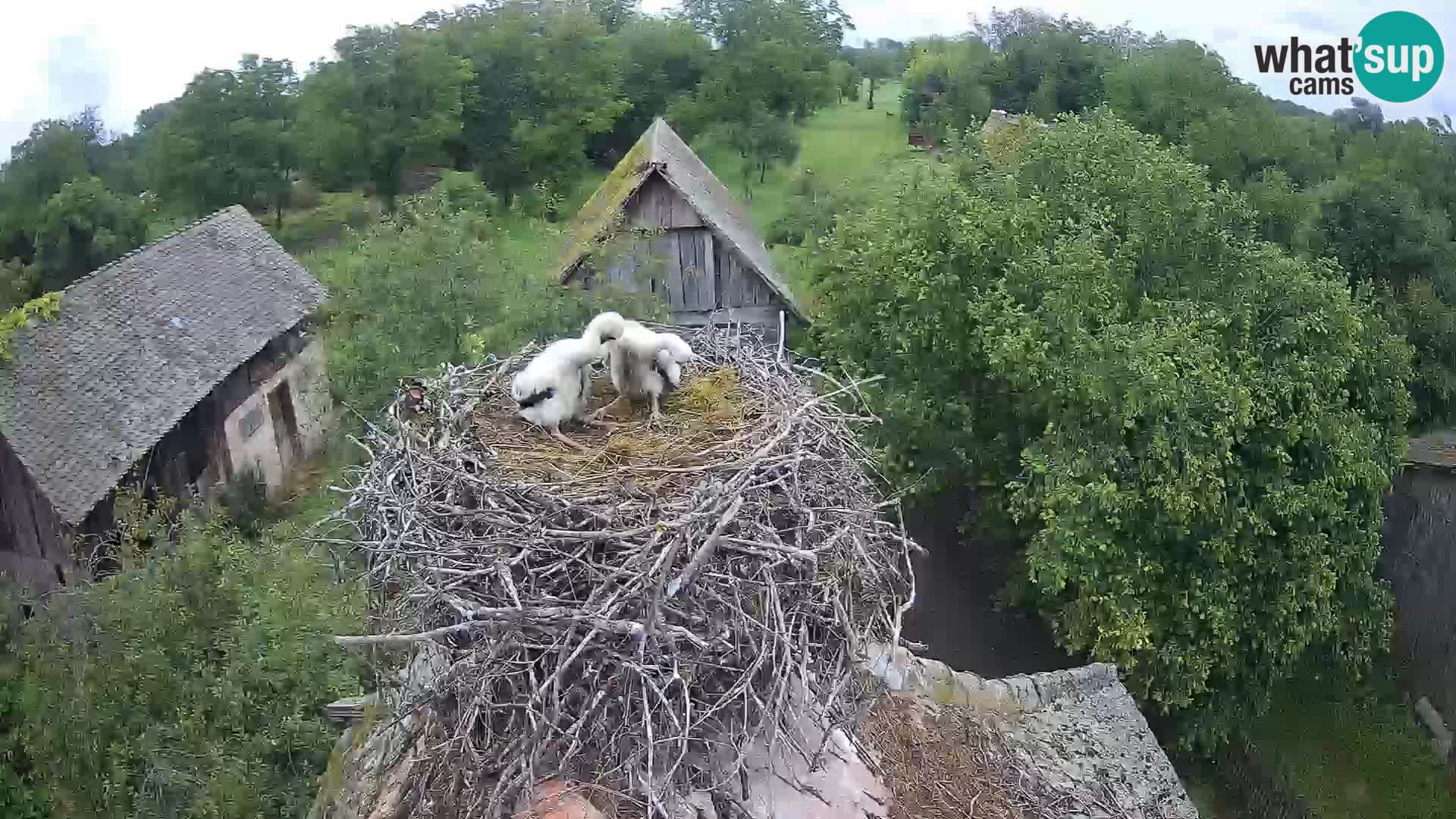 Village européen de cigognes webcam Parc naturel de Lonjsko polje