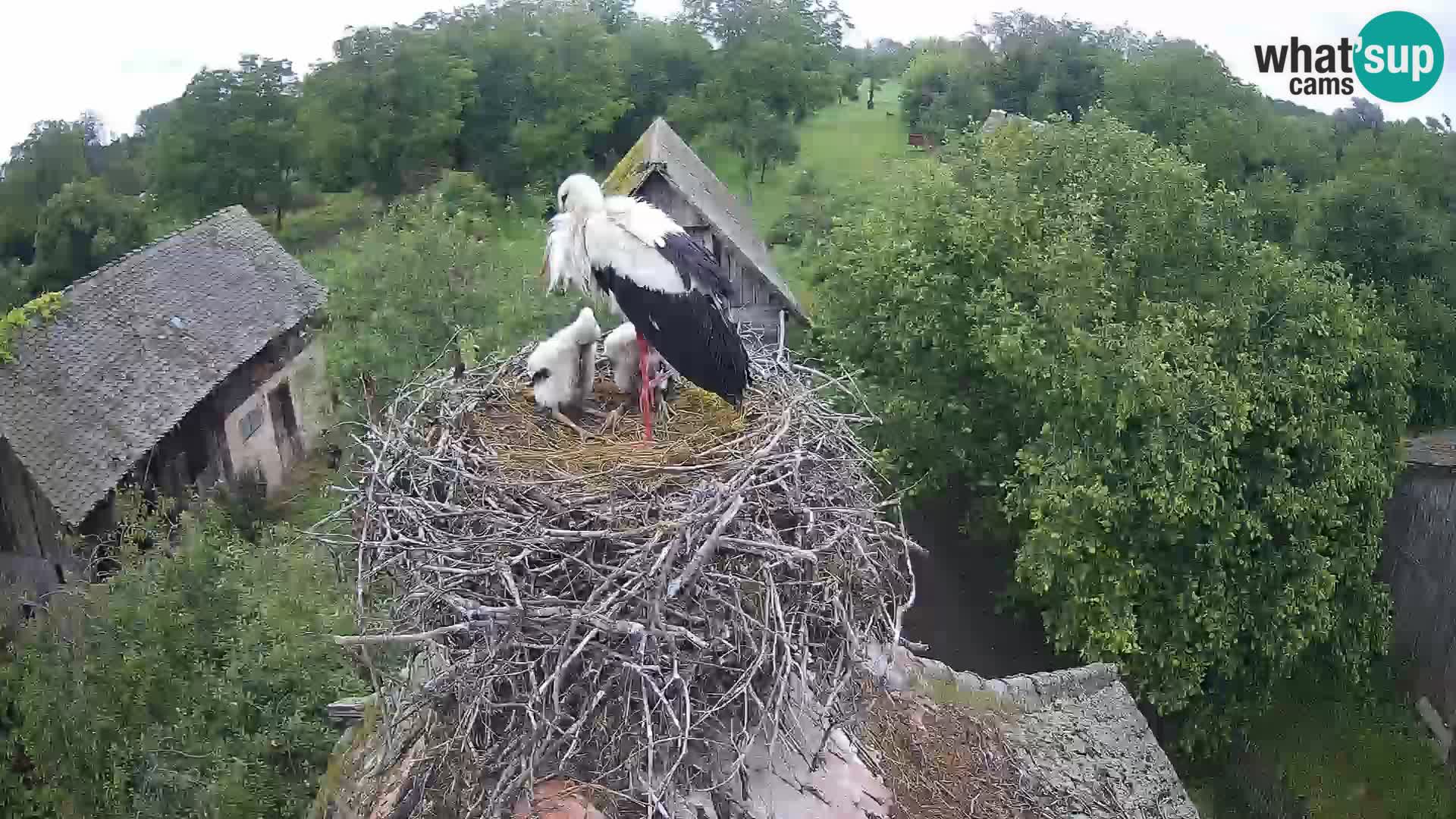 Pueblo europeo de cigüeñas camera en vivo Parque Natural Lonjsko polje