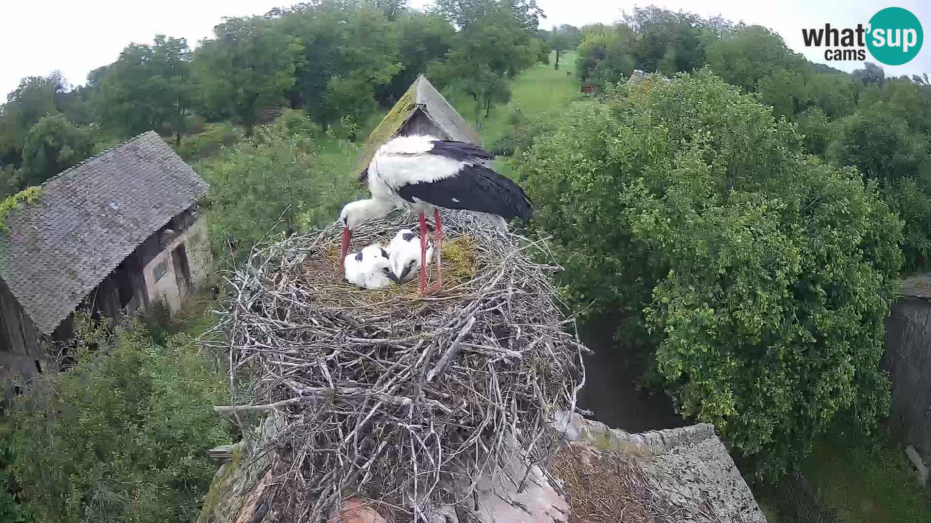 Village européen de cigognes webcam Parc naturel de Lonjsko polje