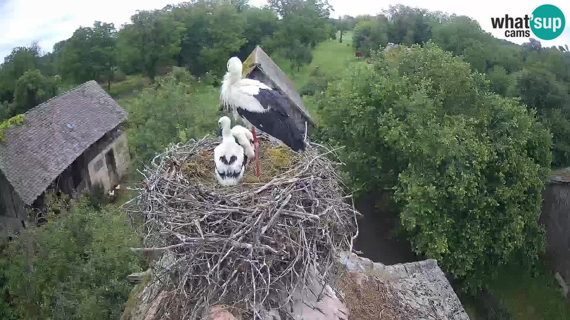 Webcam Europäisches Storchendorf – Naturpark Lonjsko polje
