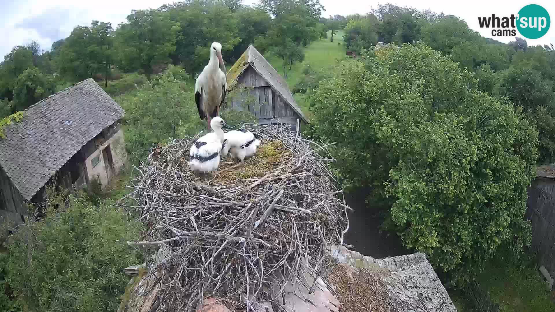 Village européen de cigognes webcam Parc naturel de Lonjsko polje