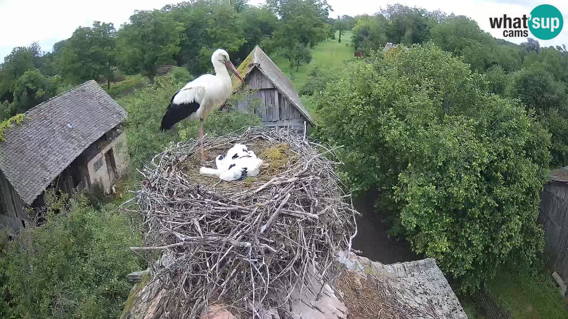 Village européen de cigognes webcam Parc naturel de Lonjsko polje