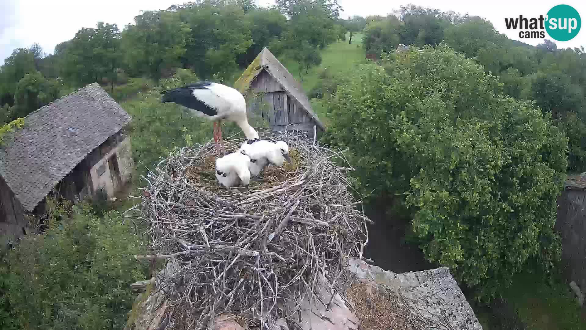 U živo Europsko selo roda – Park prirode Lonjsko polje