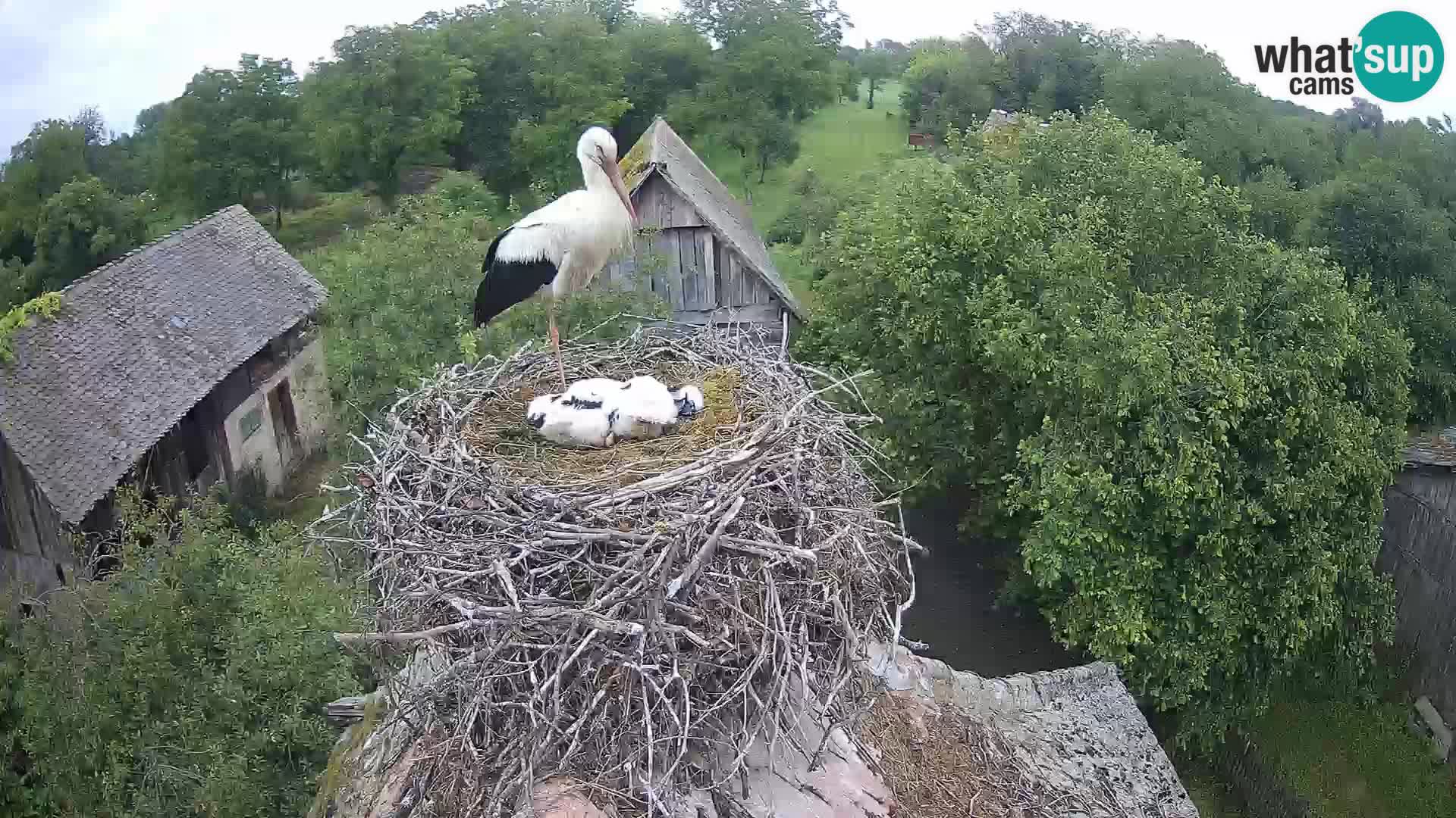 Villaggio delle cicogne europee webcam Parco naturale di Lonjsko polje