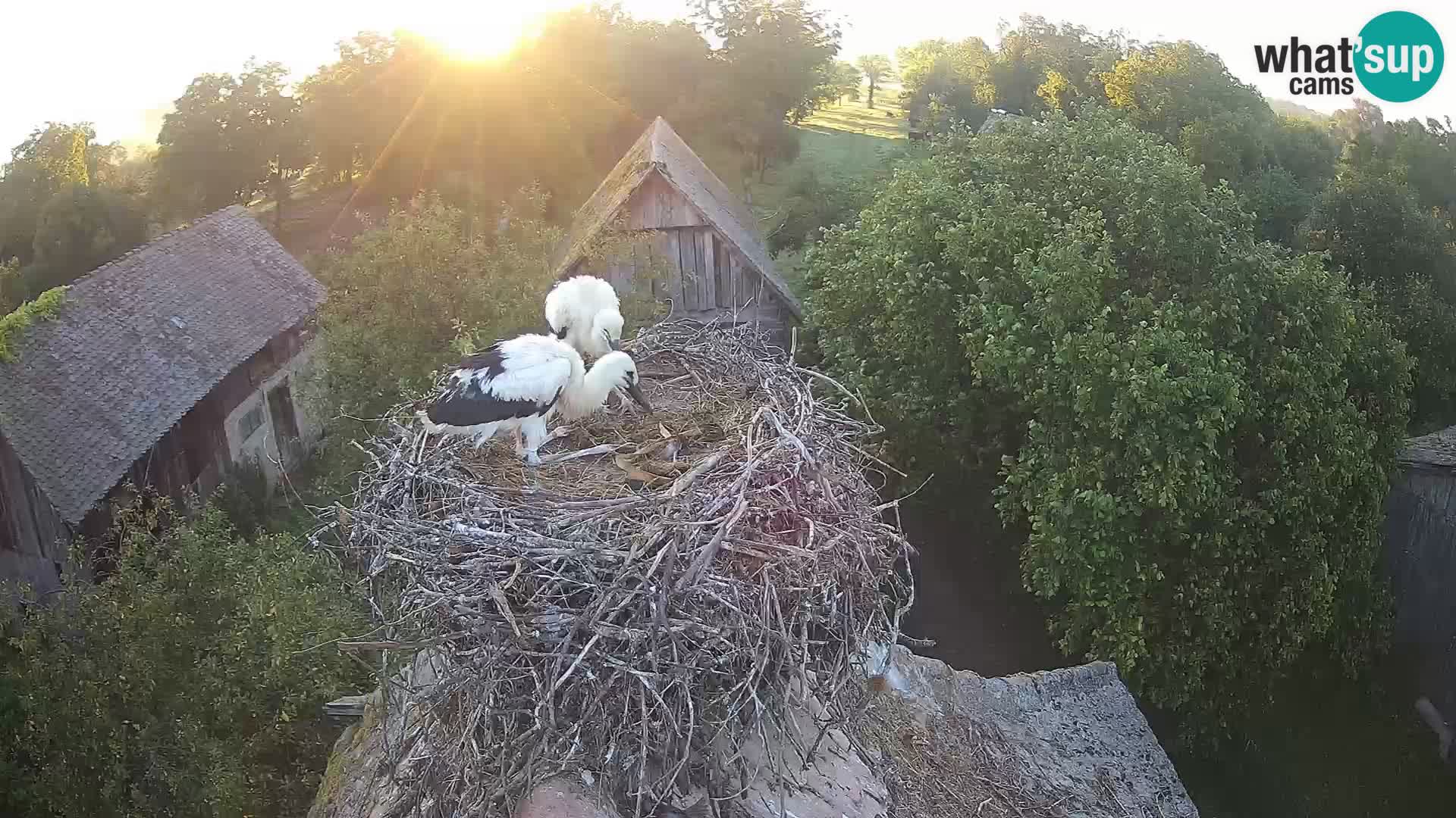Webcam Europäisches Storchendorf – Naturpark Lonjsko polje