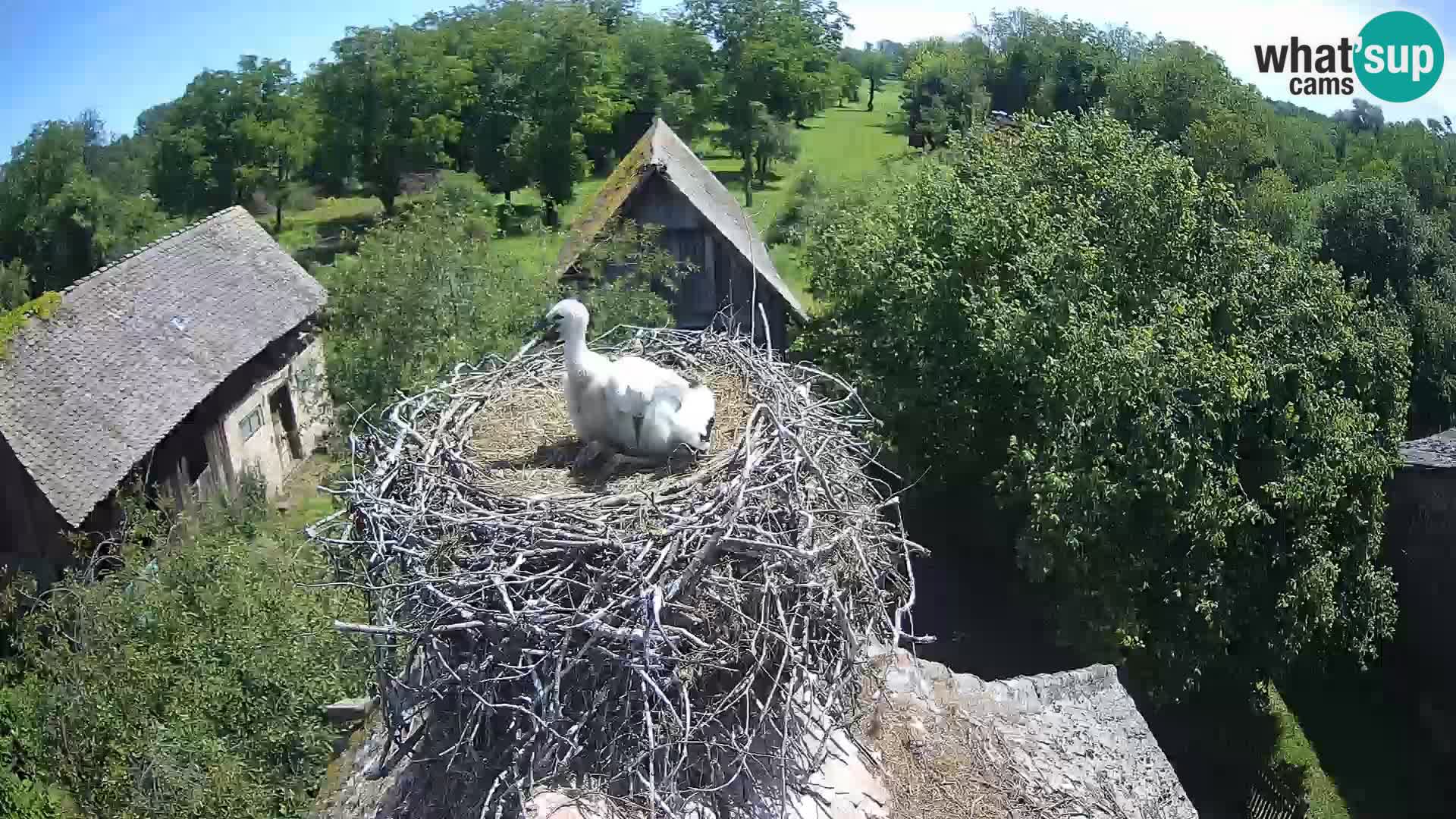Village européen de cigognes webcam Parc naturel de Lonjsko polje