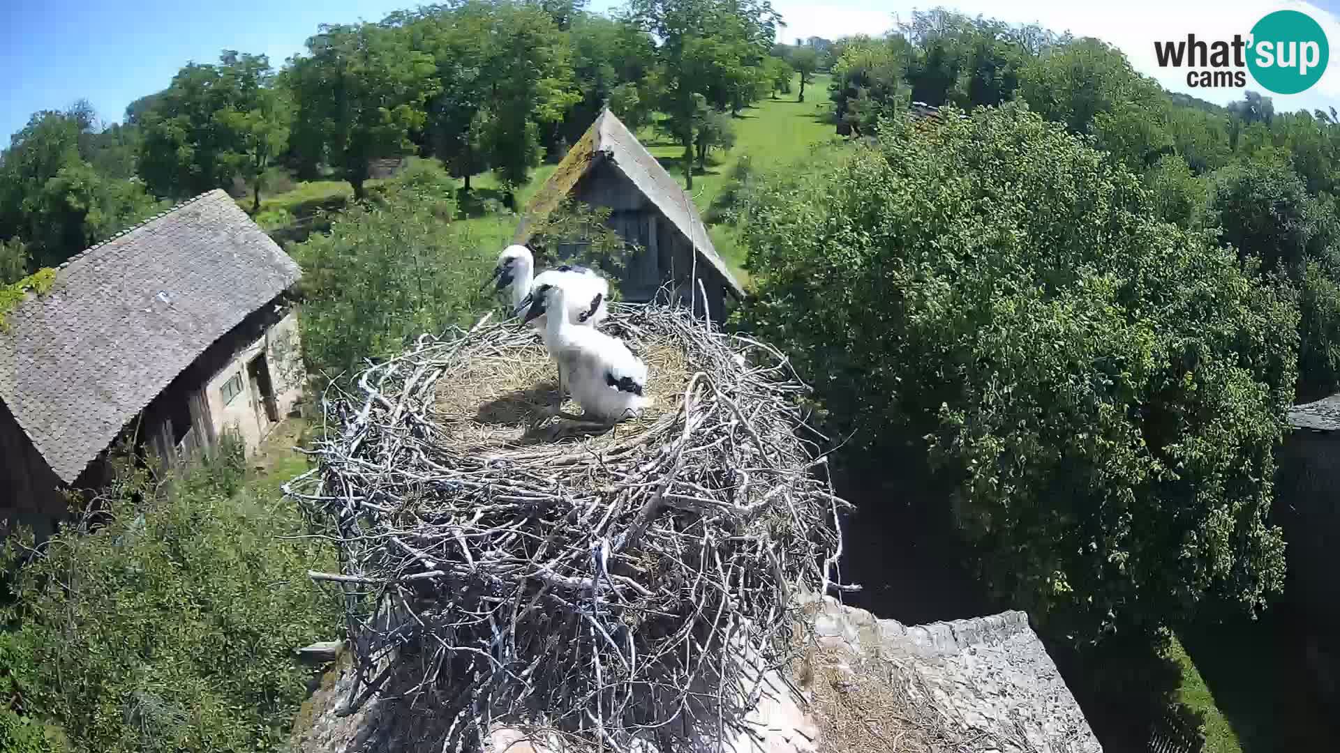 Pueblo europeo de cigüeñas camera en vivo Parque Natural Lonjsko polje