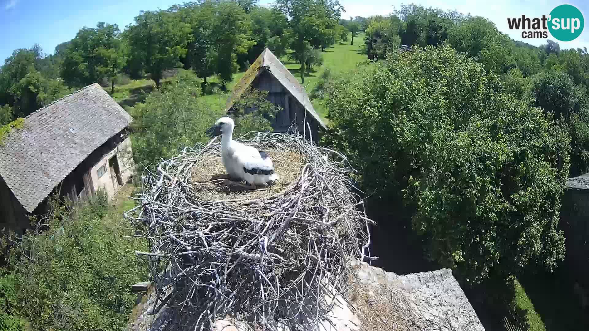 U živo Europsko selo roda – Park prirode Lonjsko polje