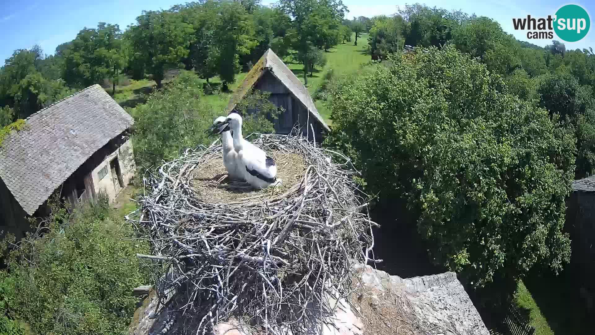 U živo Europsko selo roda – Park prirode Lonjsko polje