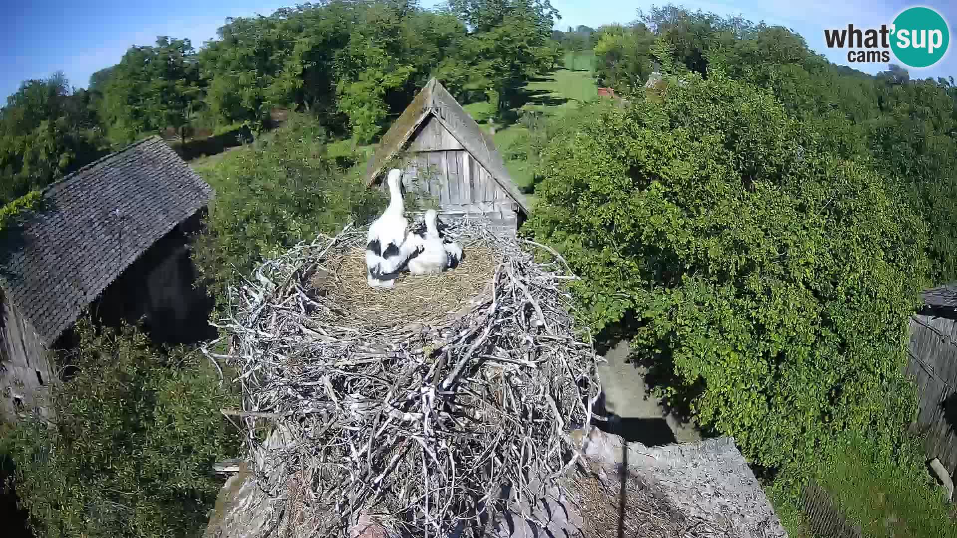 Villaggio delle cicogne europee webcam Parco naturale di Lonjsko polje