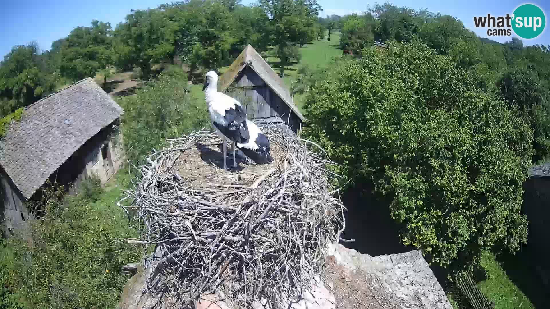 U živo Europsko selo roda – Park prirode Lonjsko polje