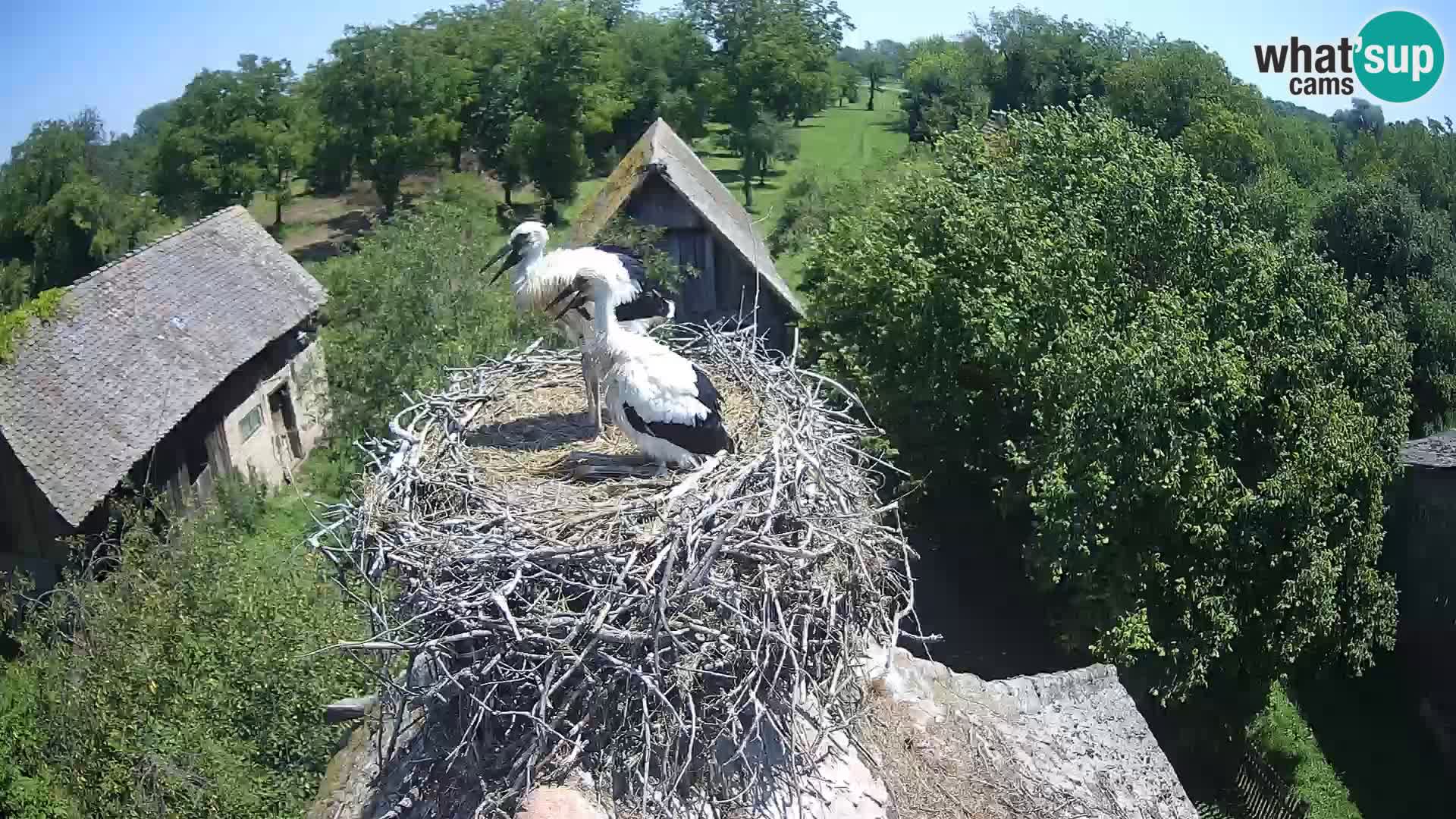 U živo Europsko selo roda – Park prirode Lonjsko polje