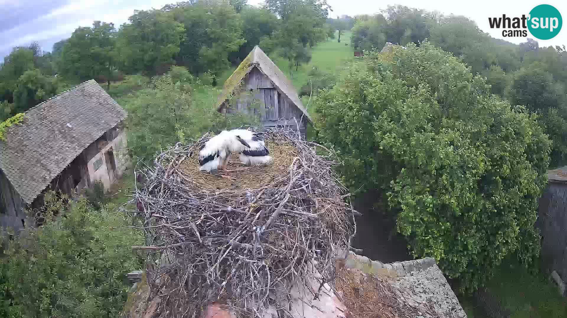 Webcam Europäisches Storchendorf – Naturpark Lonjsko polje