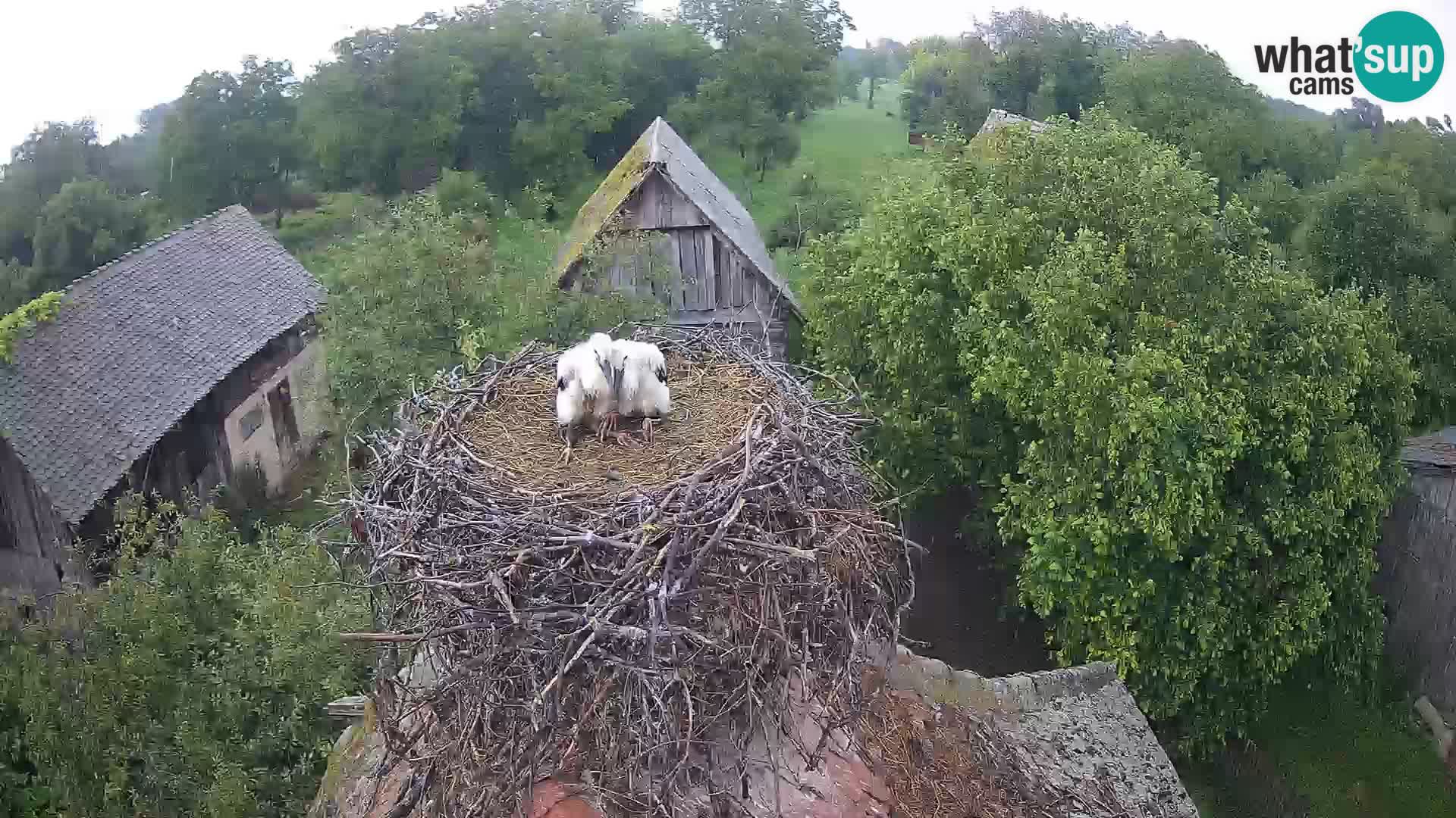 Webcam Europäisches Storchendorf – Naturpark Lonjsko polje