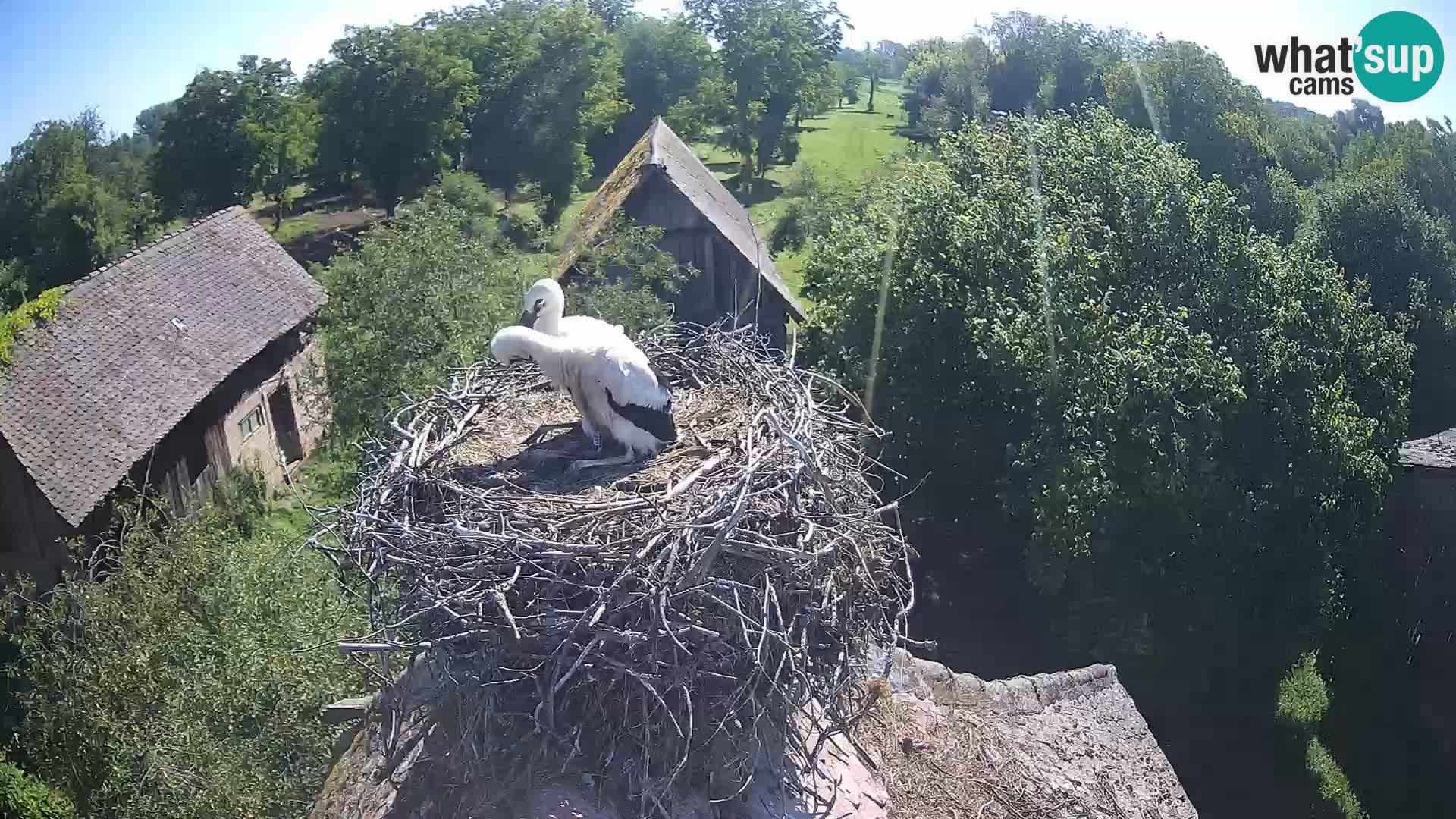 Pueblo europeo de cigüeñas camera en vivo Parque Natural Lonjsko polje