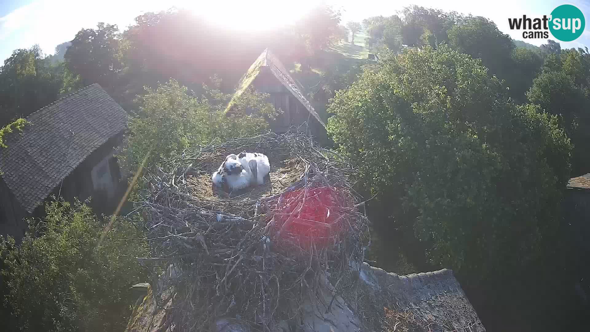 Pueblo europeo de cigüeñas camera en vivo Parque Natural Lonjsko polje