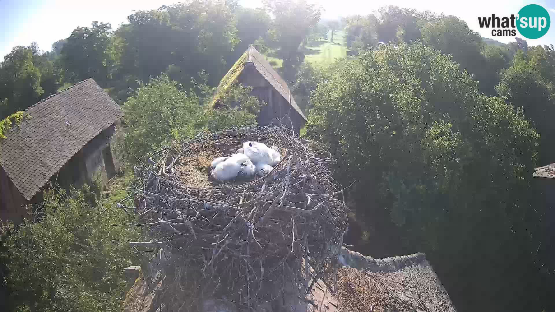 Pueblo europeo de cigüeñas camera en vivo Parque Natural Lonjsko polje