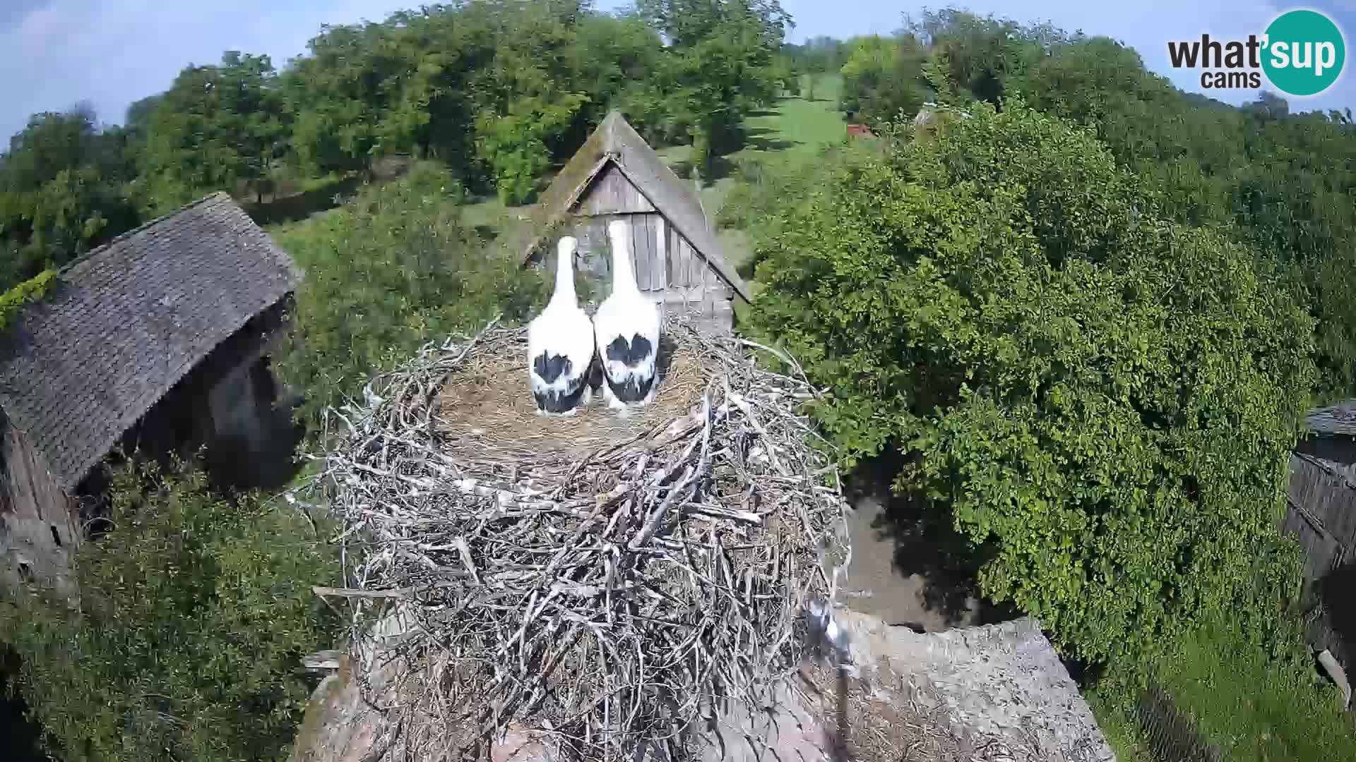 Village européen de cigognes webcam Parc naturel de Lonjsko polje