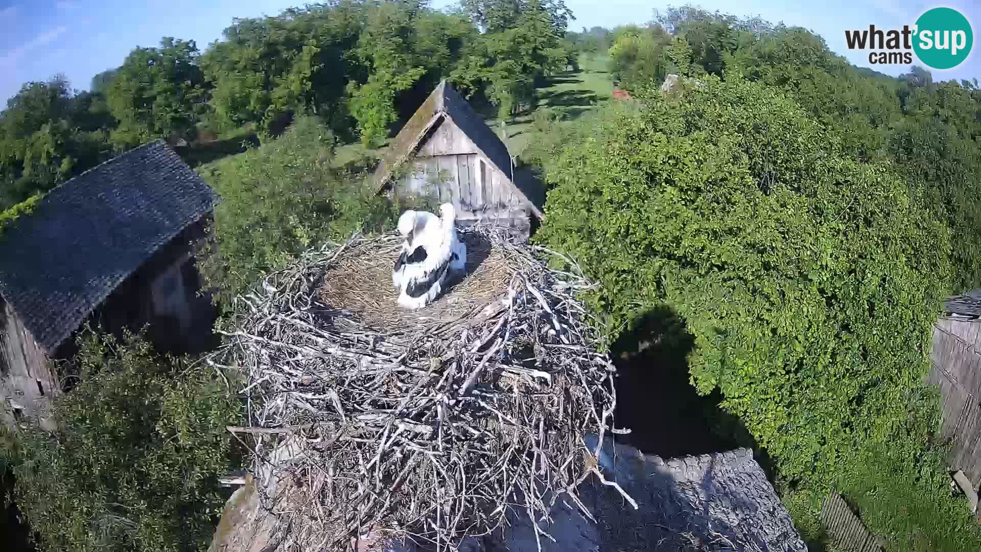 Village européen de cigognes webcam Parc naturel de Lonjsko polje