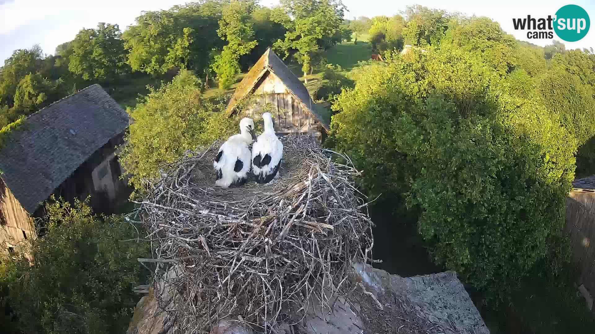 Village européen de cigognes webcam Parc naturel de Lonjsko polje