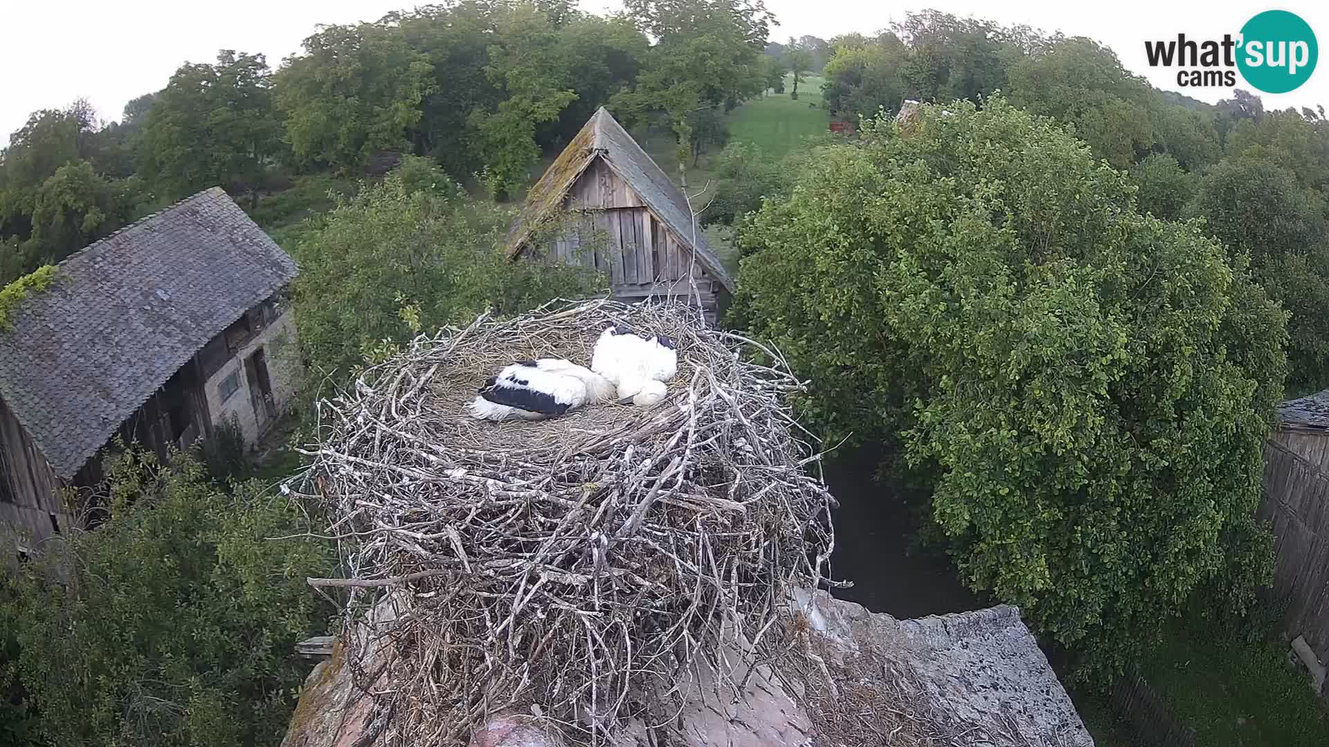 Evropska vas štorklje – Krajinski park Lonjsko polje spletna kamera