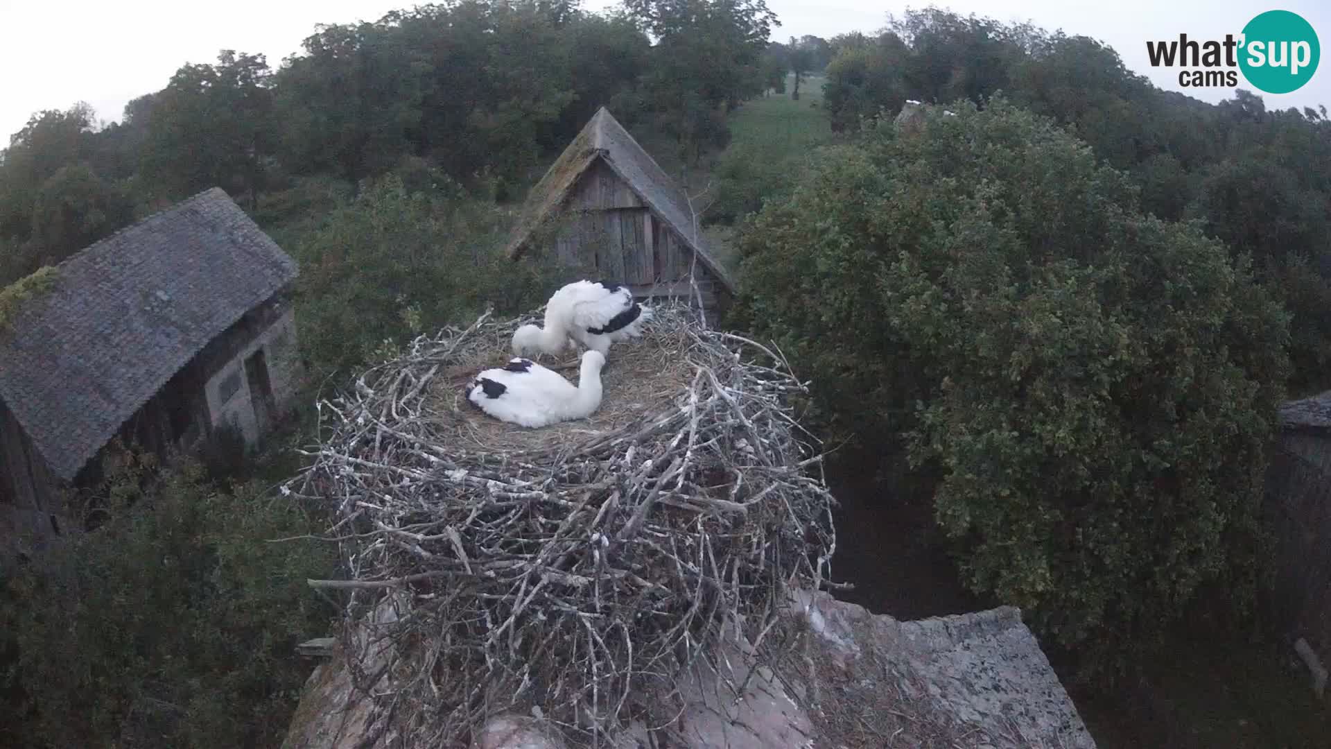 Webcam Europäisches Storchendorf – Naturpark Lonjsko polje