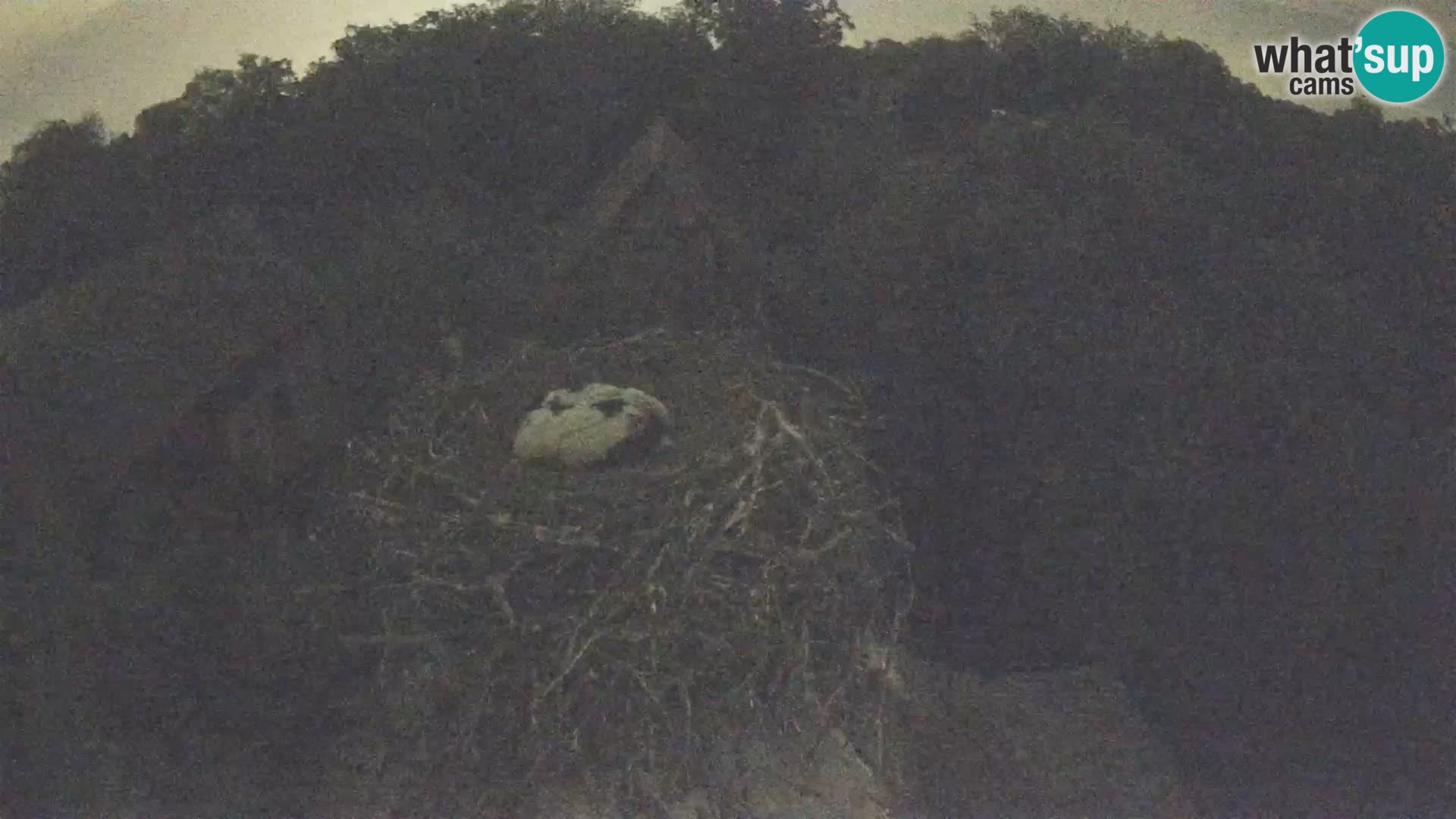 Villaggio delle cicogne europee webcam Parco naturale di Lonjsko polje