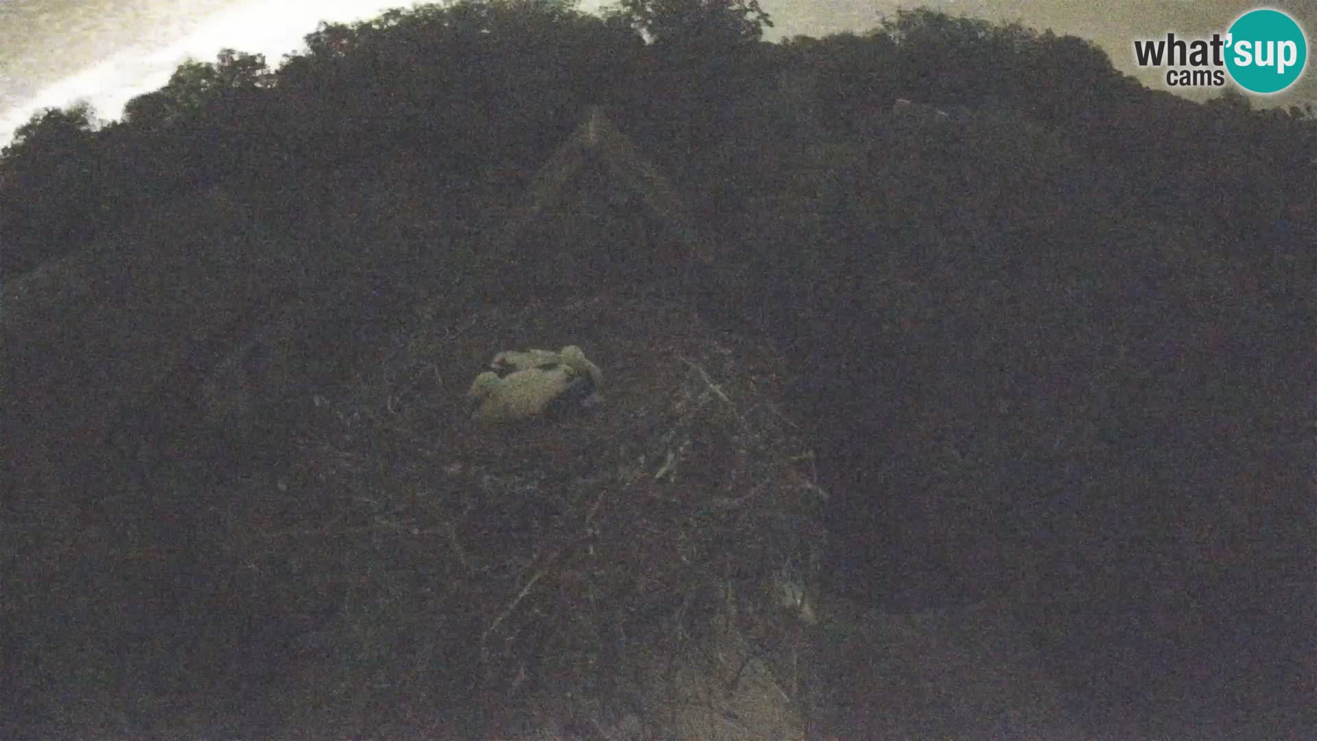 Webcam Europäisches Storchendorf – Naturpark Lonjsko polje