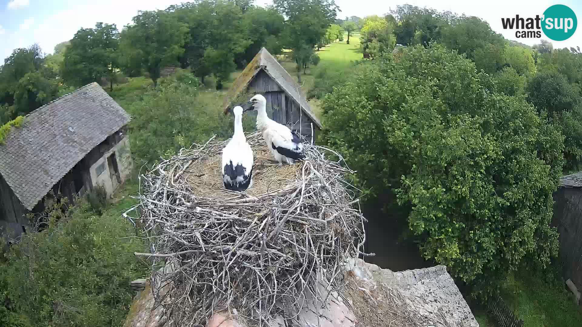 U živo Europsko selo roda – Park prirode Lonjsko polje