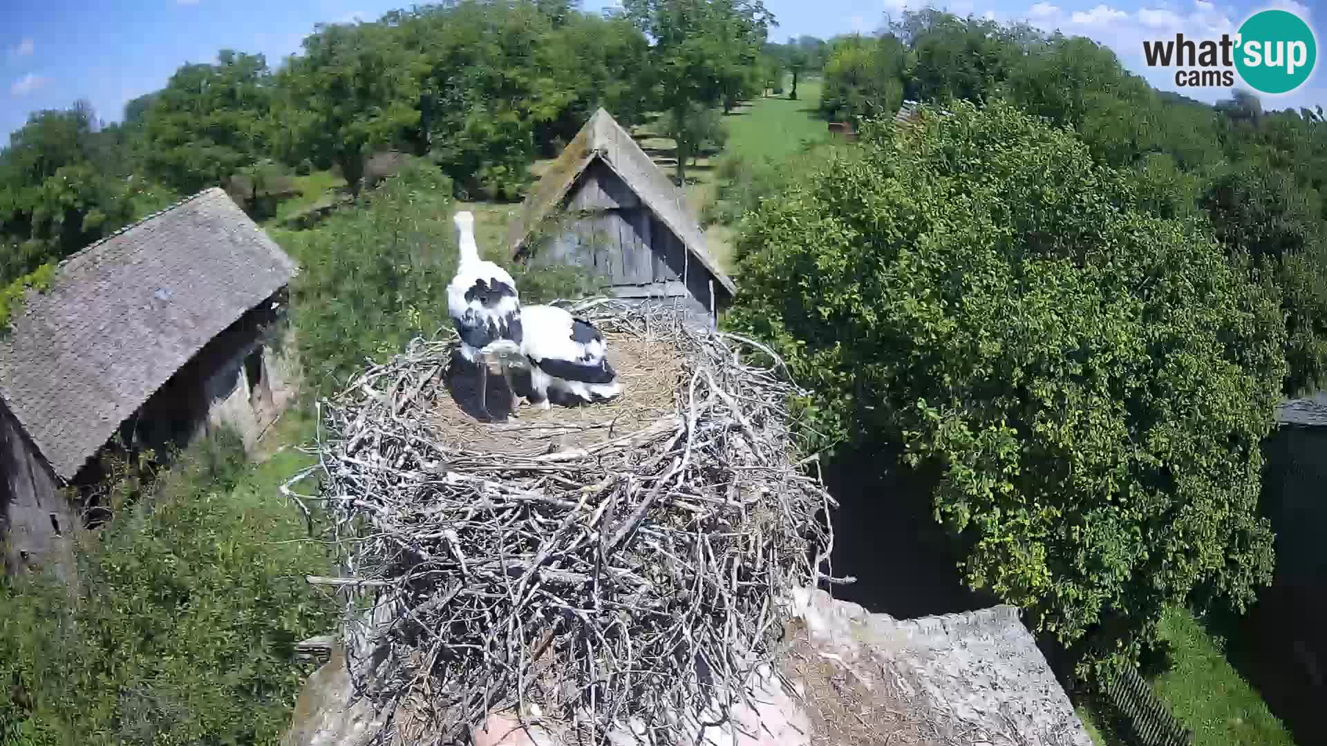 U živo Europsko selo roda – Park prirode Lonjsko polje