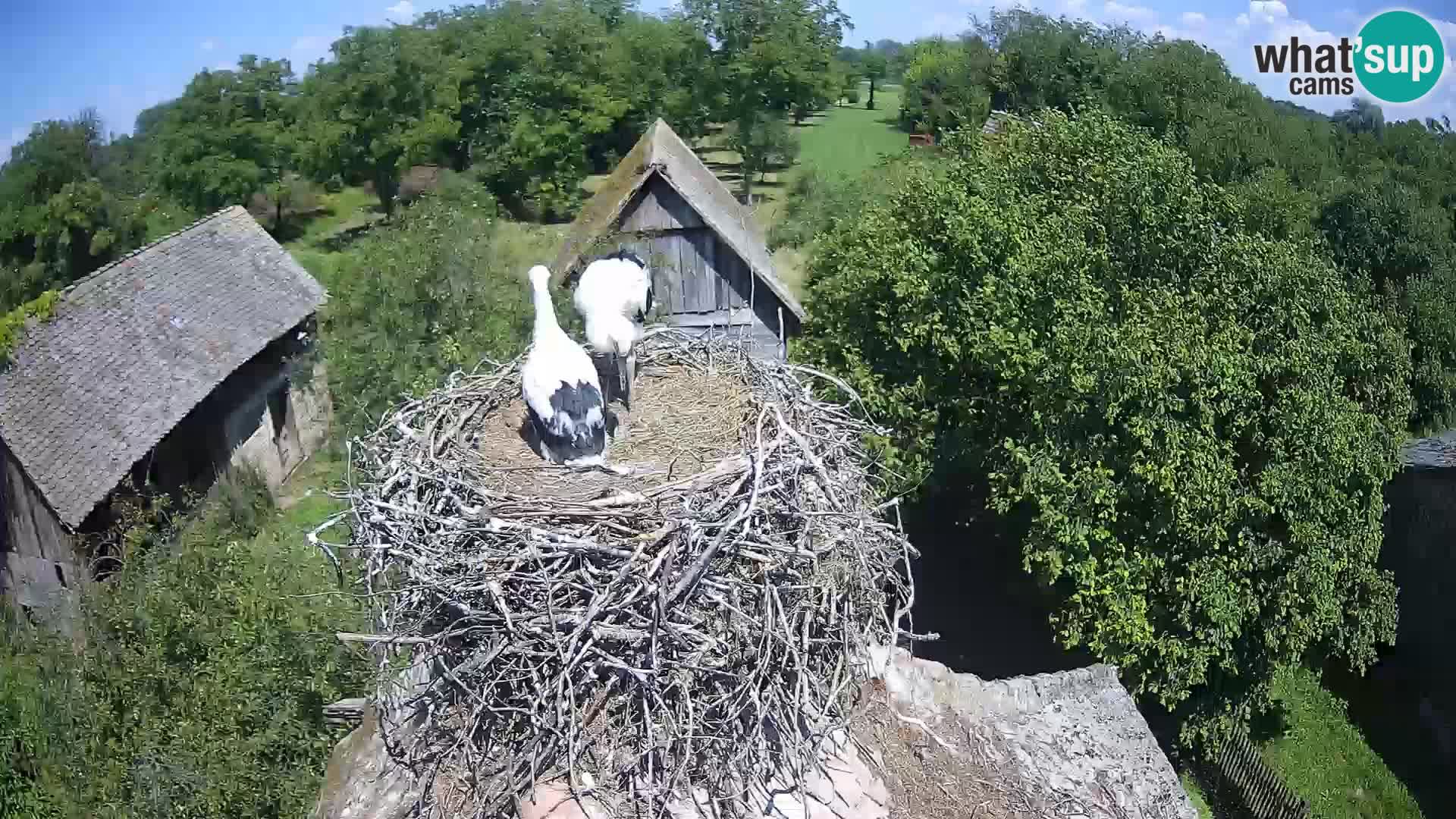 Webcam Europäisches Storchendorf – Naturpark Lonjsko polje