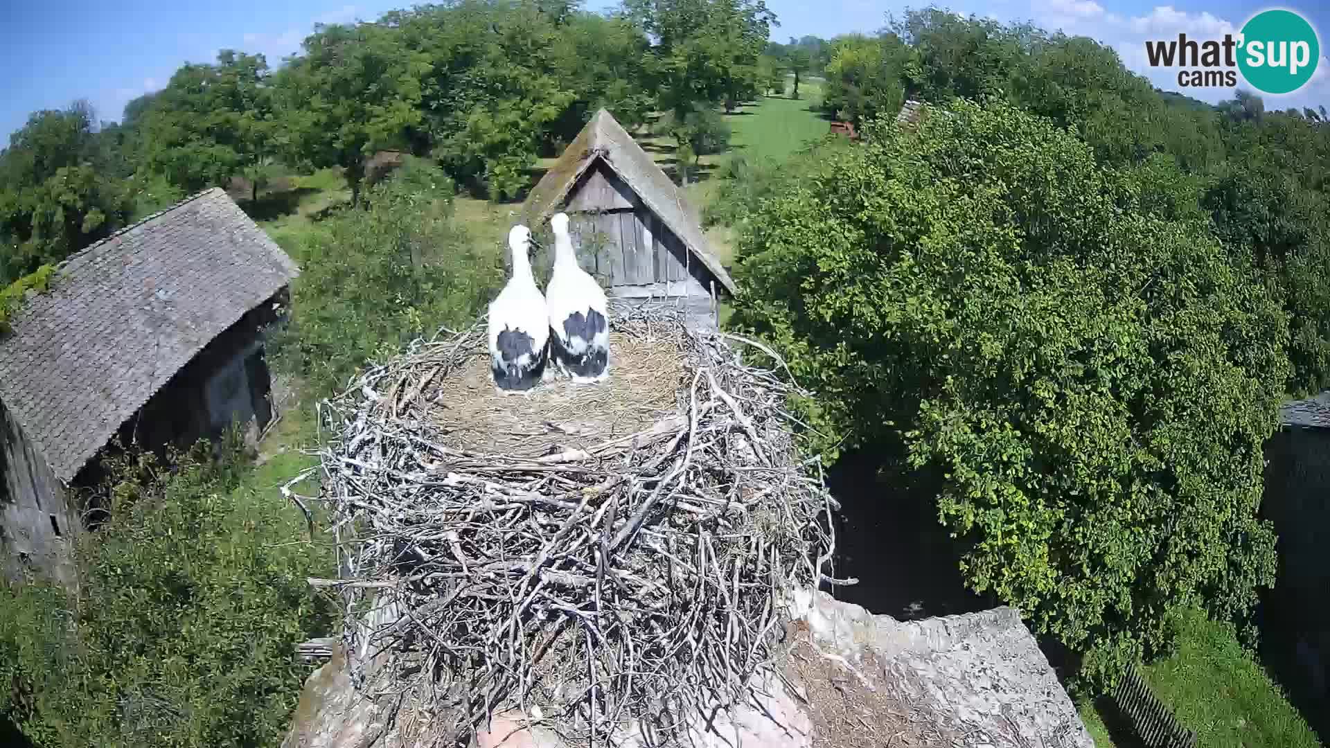 Villaggio delle cicogne europee webcam Parco naturale di Lonjsko polje