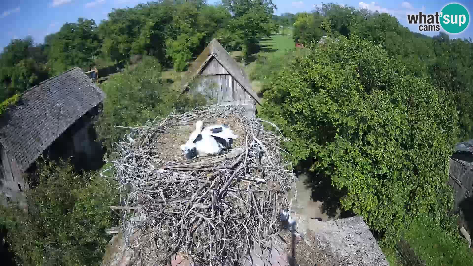Pueblo europeo de cigüeñas camera en vivo Parque Natural Lonjsko polje
