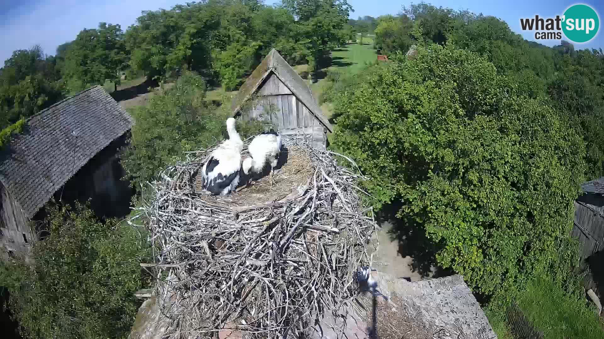 Village européen de cigognes webcam Parc naturel de Lonjsko polje