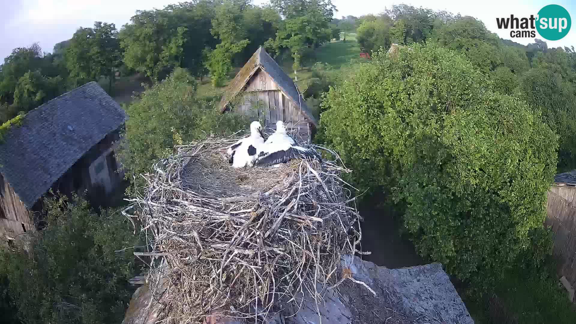 Village européen de cigognes webcam Parc naturel de Lonjsko polje