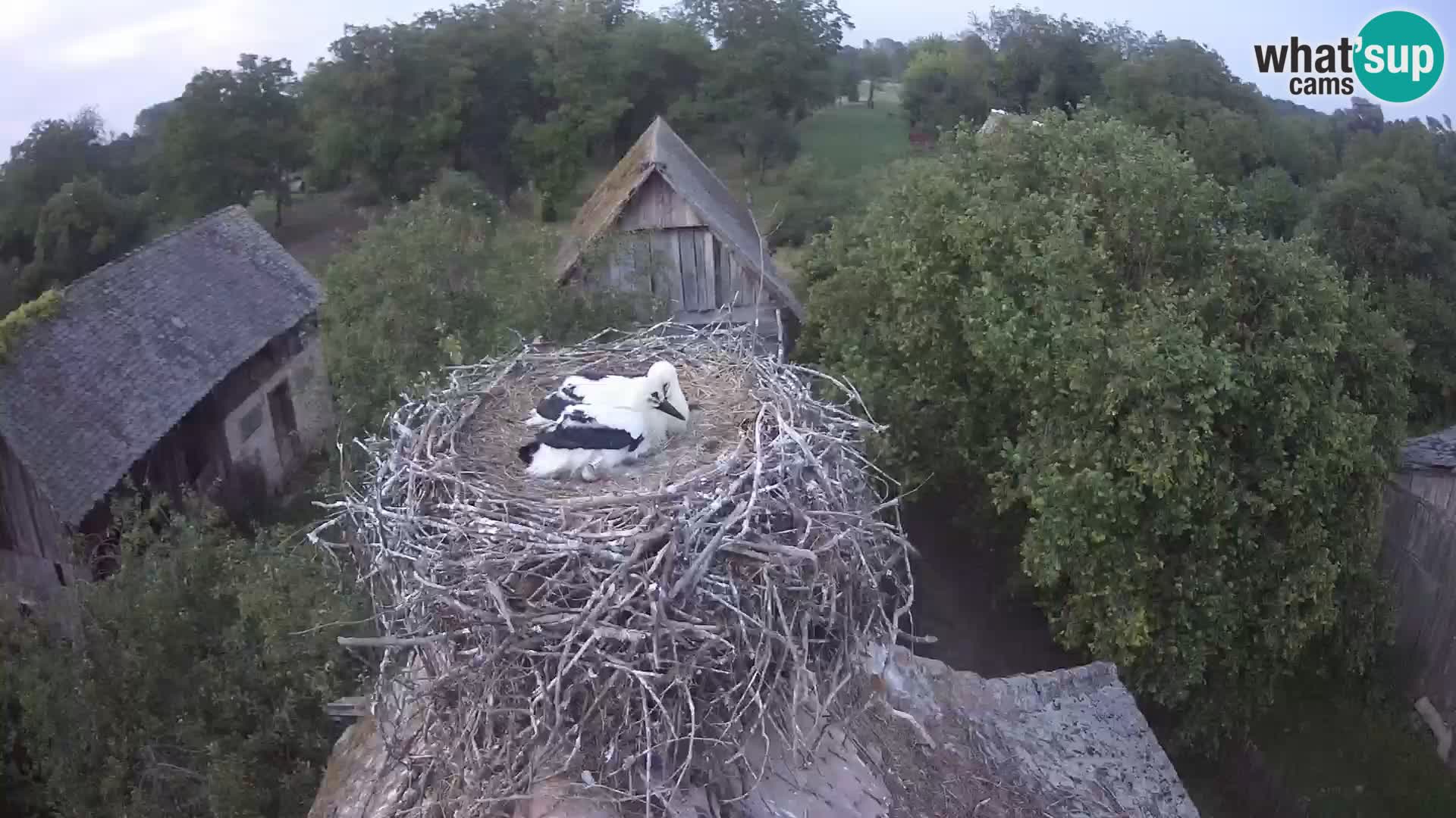 U živo Europsko selo roda – Park prirode Lonjsko polje