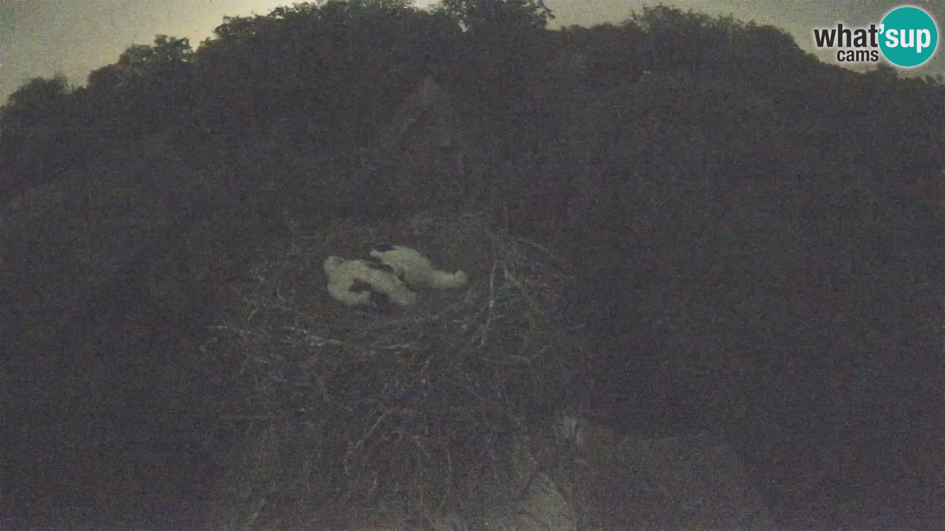 Pueblo europeo de cigüeñas camera en vivo Parque Natural Lonjsko polje