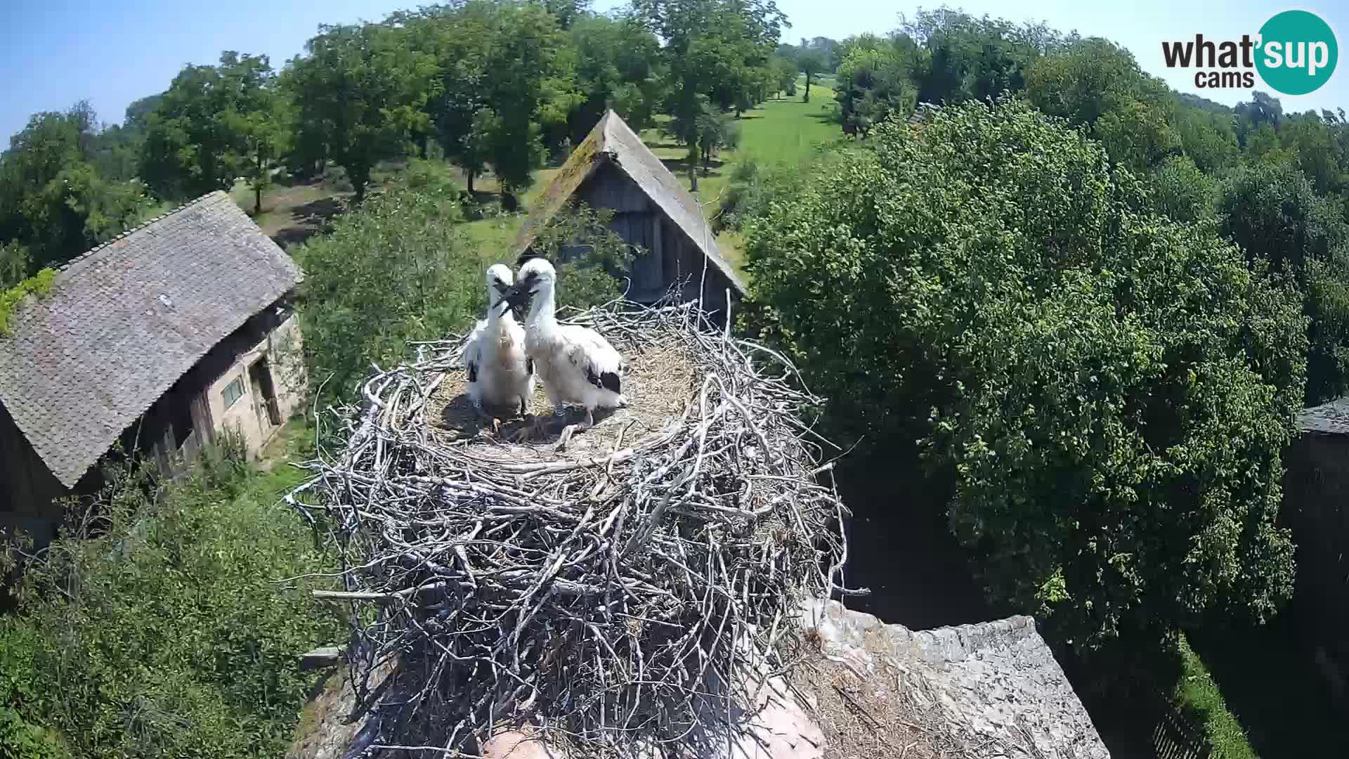 U živo Europsko selo roda – Park prirode Lonjsko polje