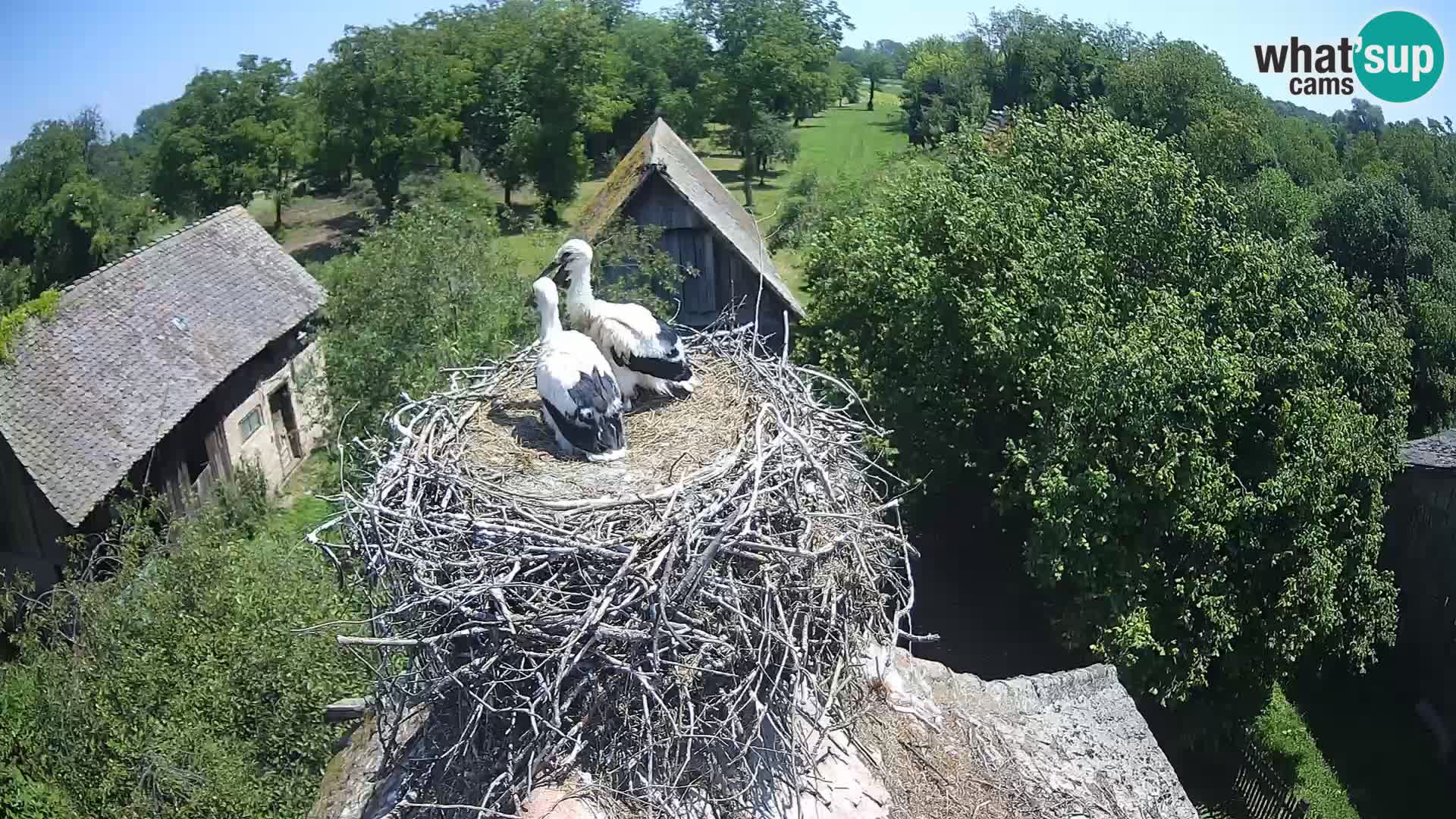 U živo Europsko selo roda – Park prirode Lonjsko polje