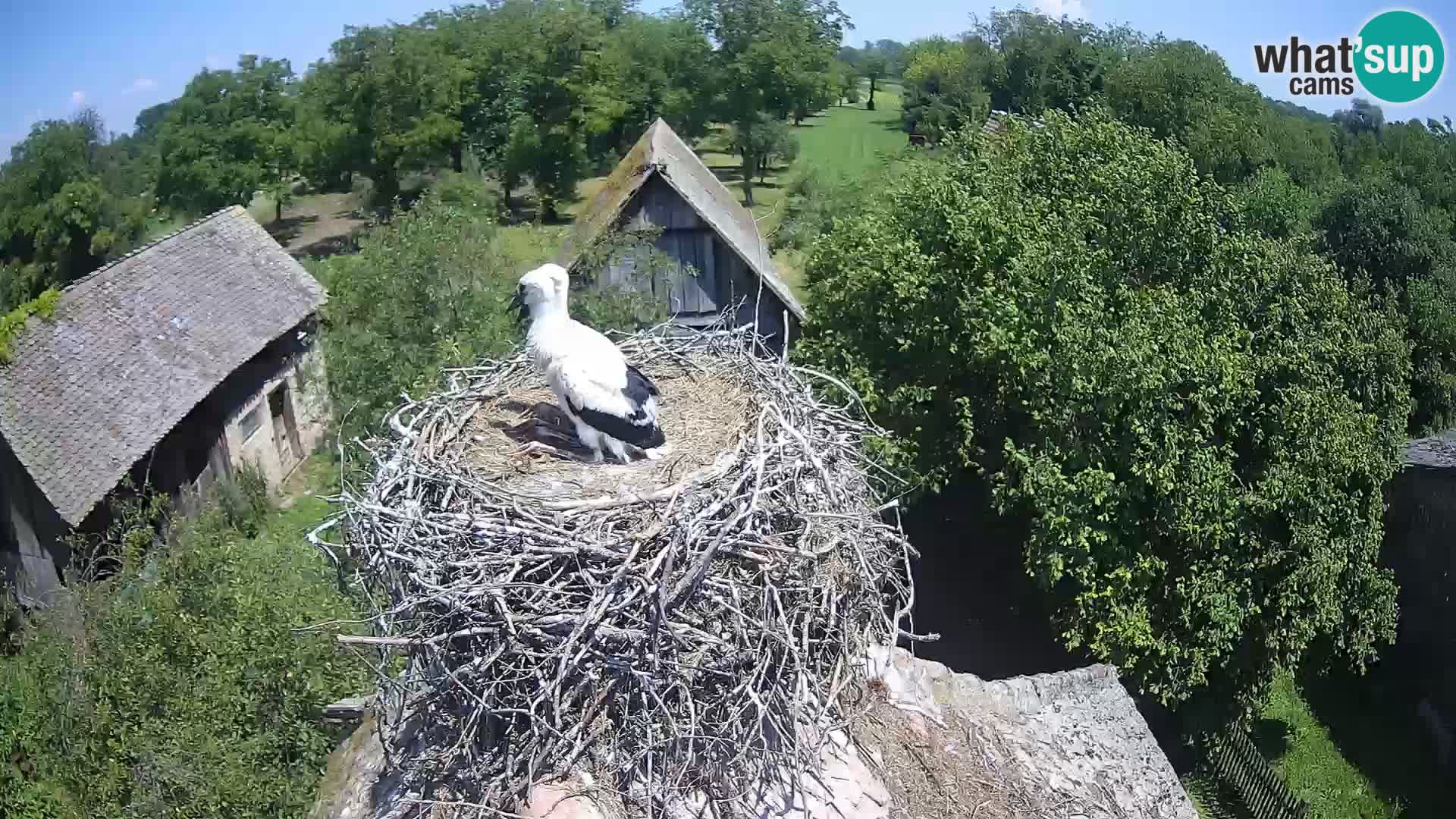 Pueblo europeo de cigüeñas camera en vivo Parque Natural Lonjsko polje