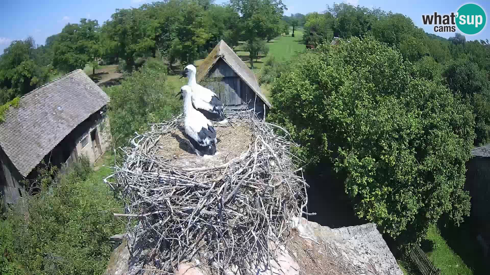 Village européen de cigognes webcam Parc naturel de Lonjsko polje