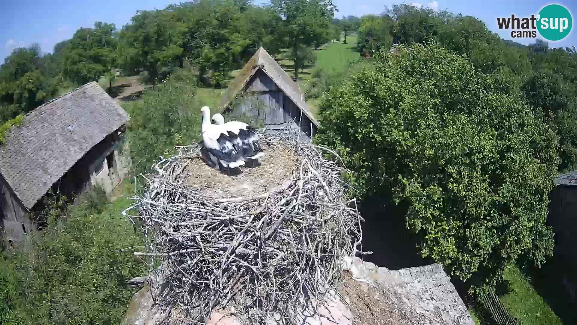 U živo Europsko selo roda – Park prirode Lonjsko polje