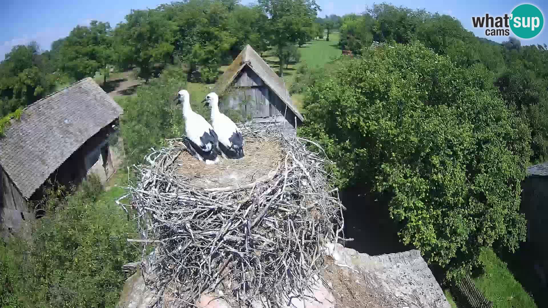 U živo Europsko selo roda – Park prirode Lonjsko polje
