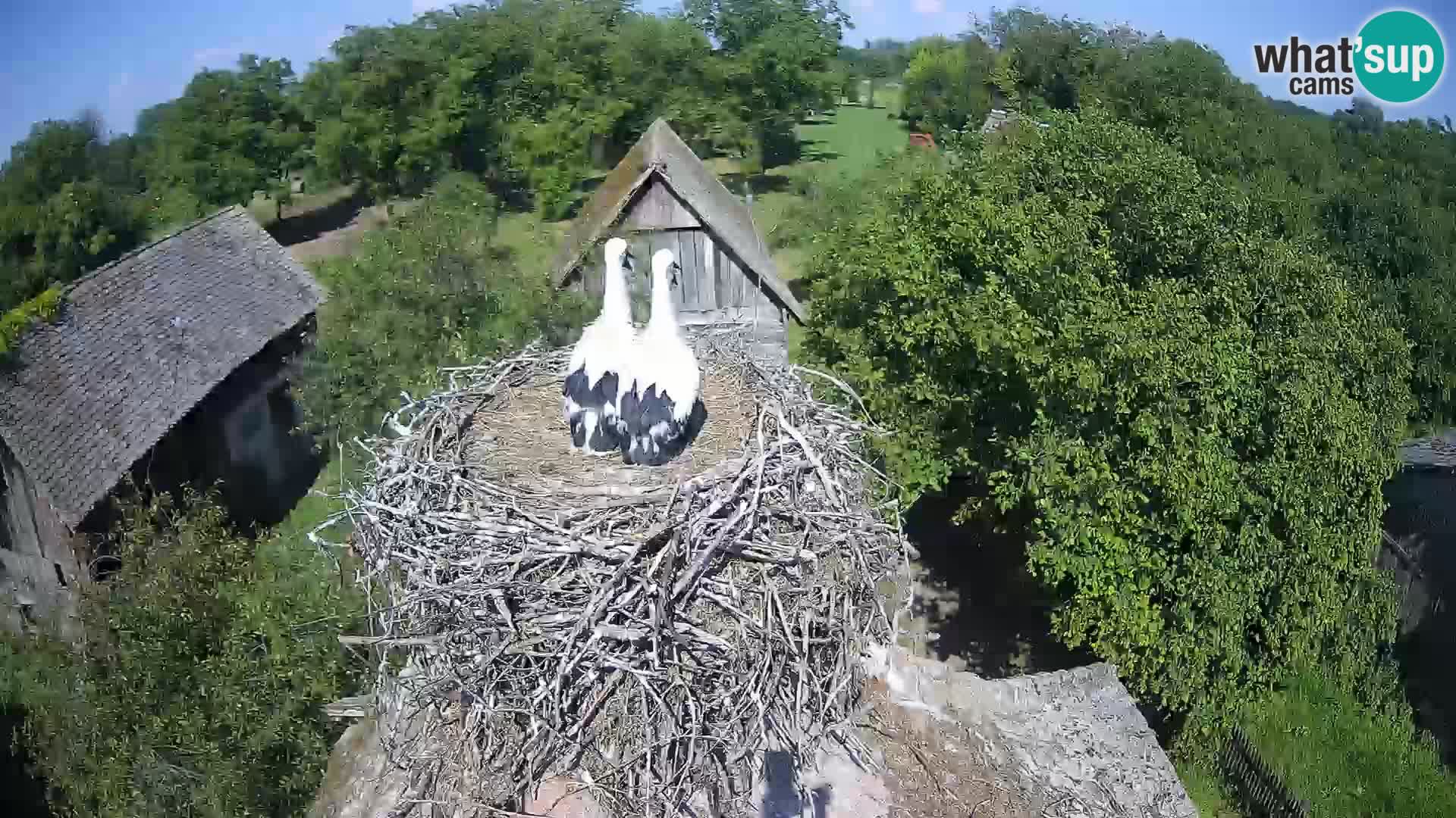 U živo Europsko selo roda – Park prirode Lonjsko polje