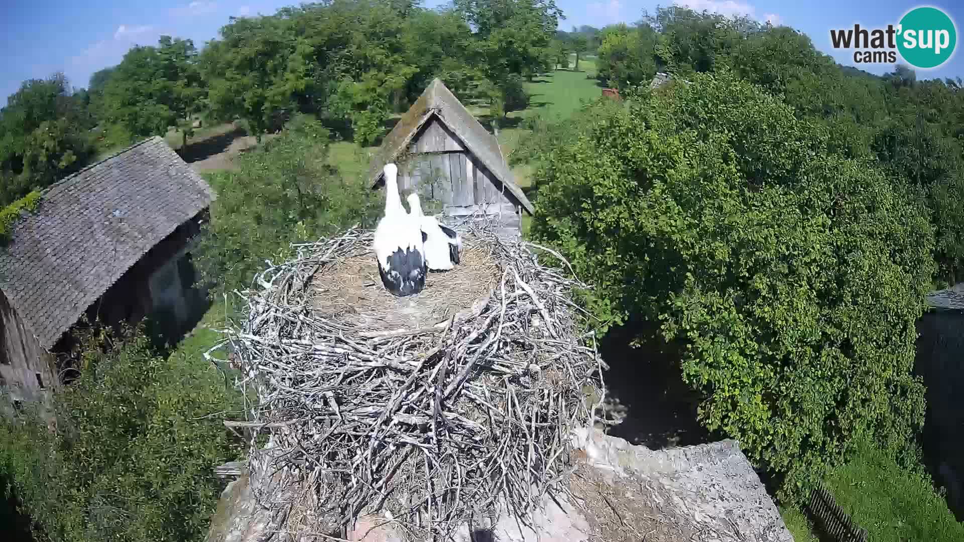 Pueblo europeo de cigüeñas camera en vivo Parque Natural Lonjsko polje