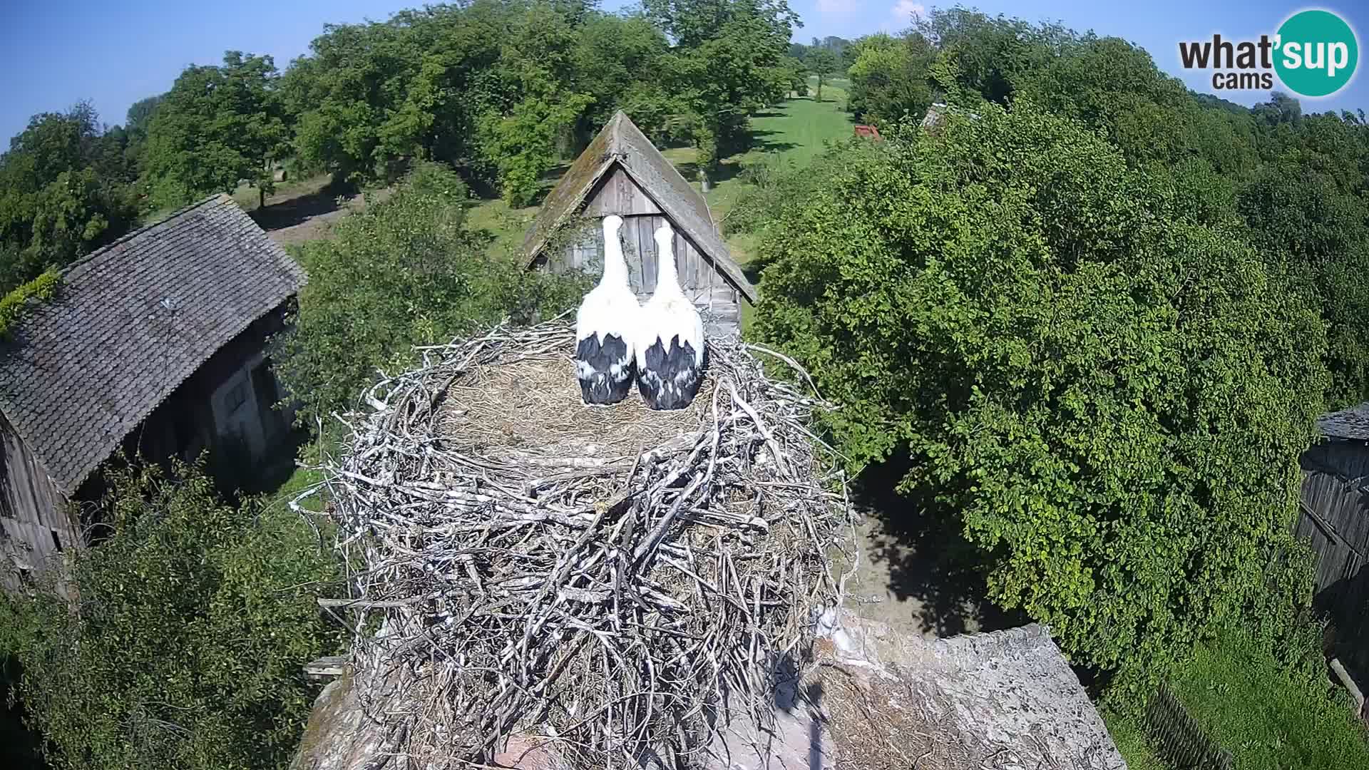 U živo Europsko selo roda – Park prirode Lonjsko polje