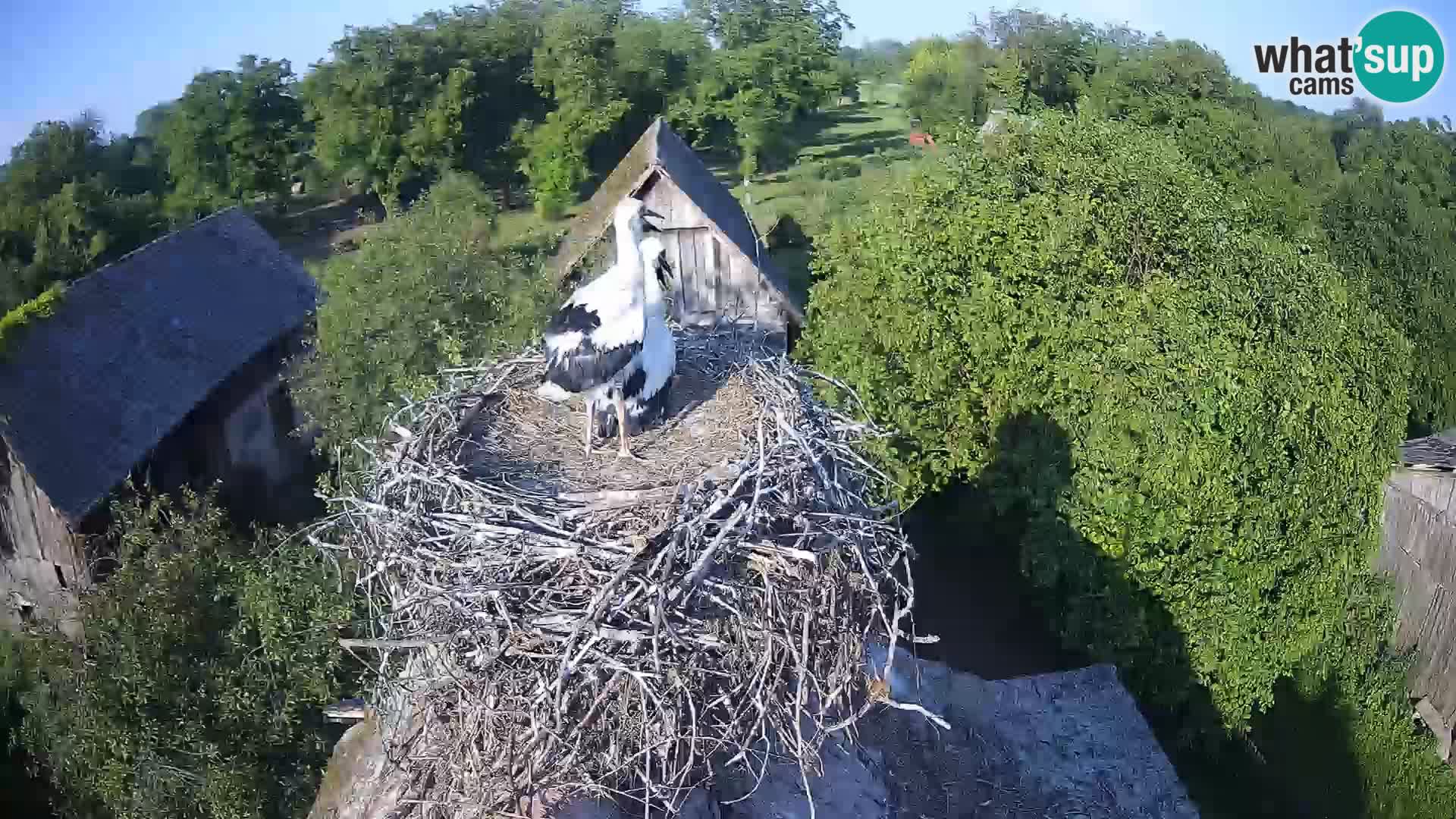 Pueblo europeo de cigüeñas camera en vivo Parque Natural Lonjsko polje