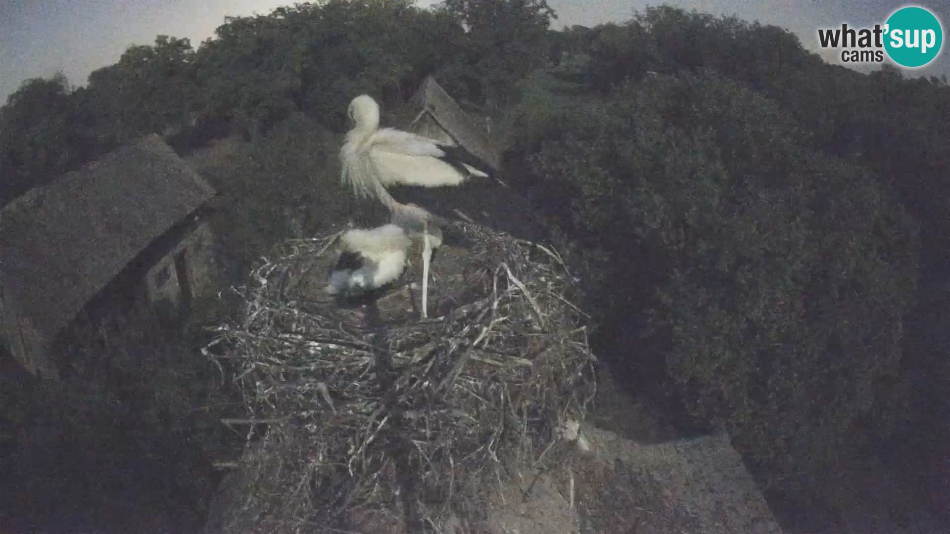 Pueblo europeo de cigüeñas camera en vivo Parque Natural Lonjsko polje